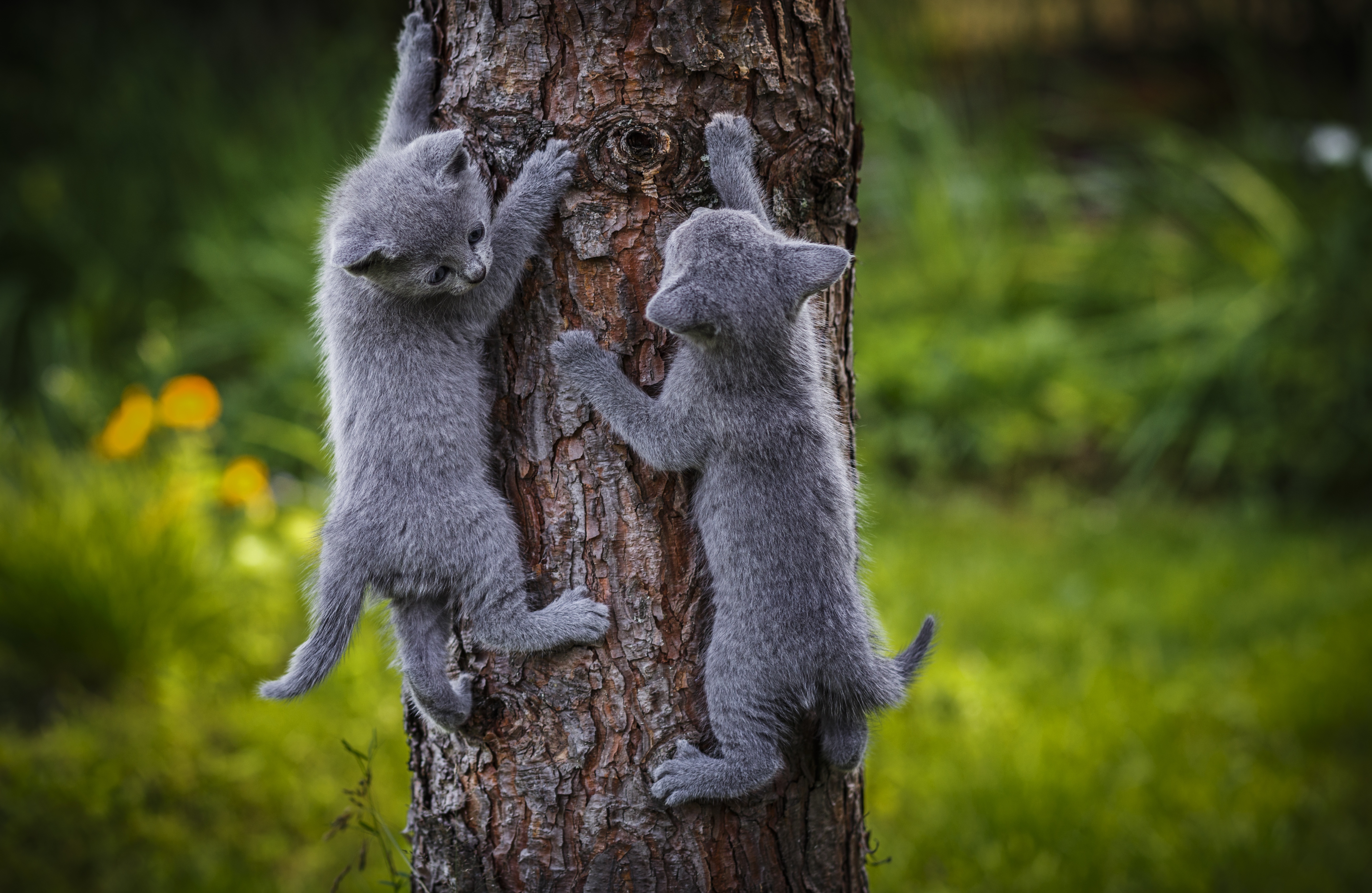 Animal Climbing Cute Gray Kitten Tree 5224x3400