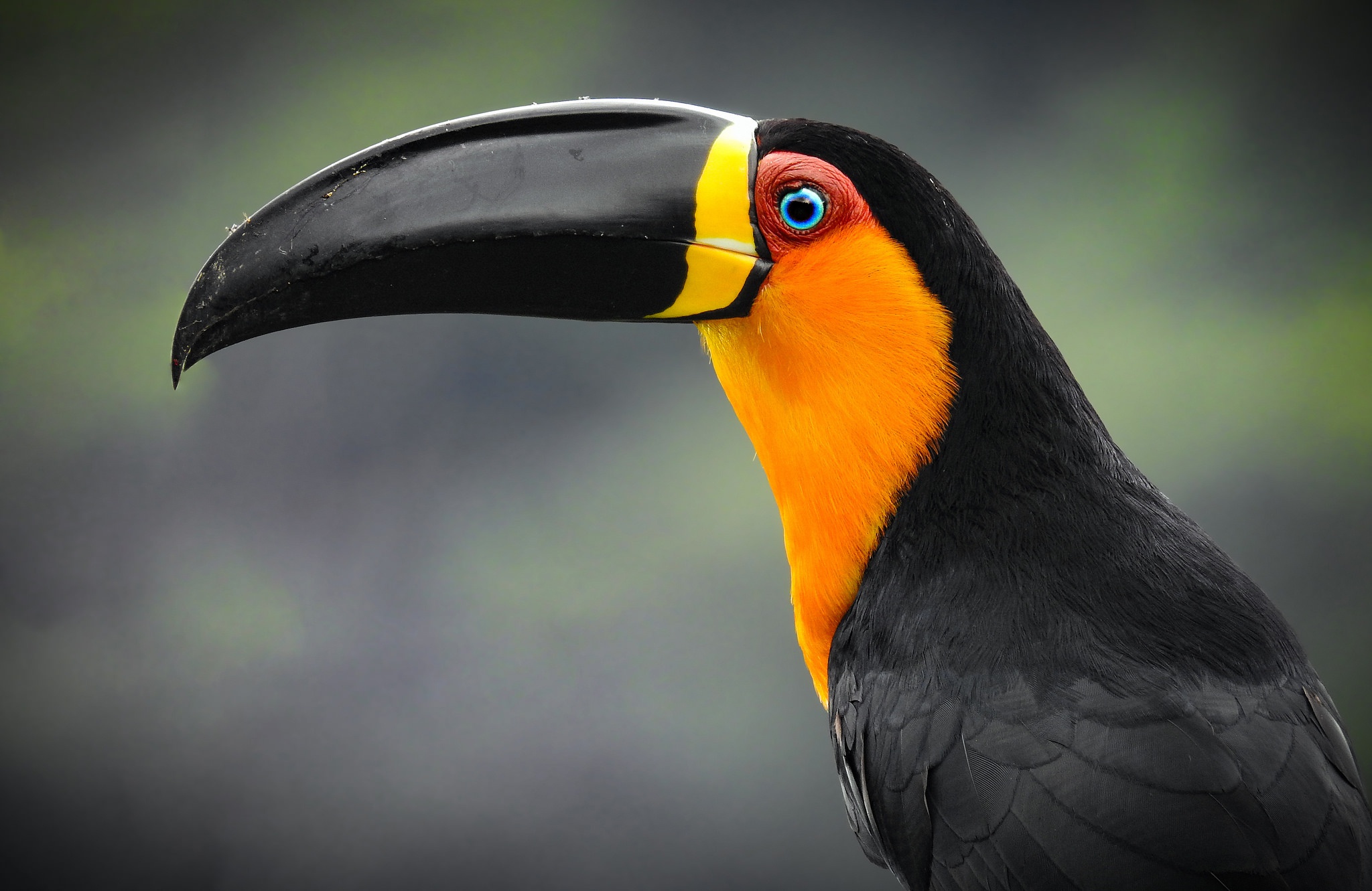 Beak Bird Toucan Wildlife 2048x1331