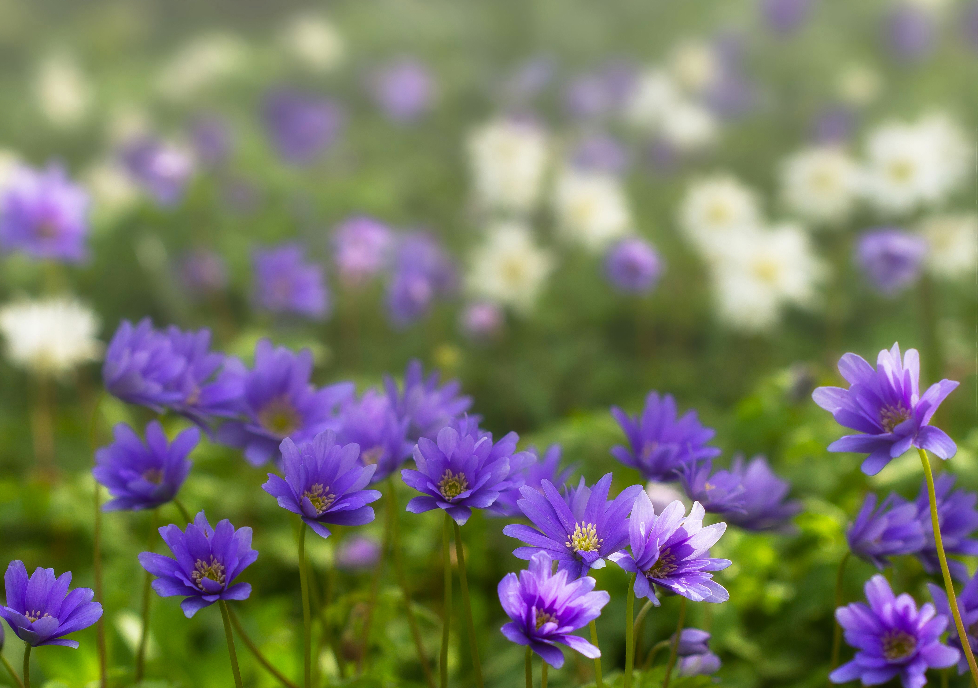 Anemone Blur Flower Nature Purple Flower Spring 3200x2252