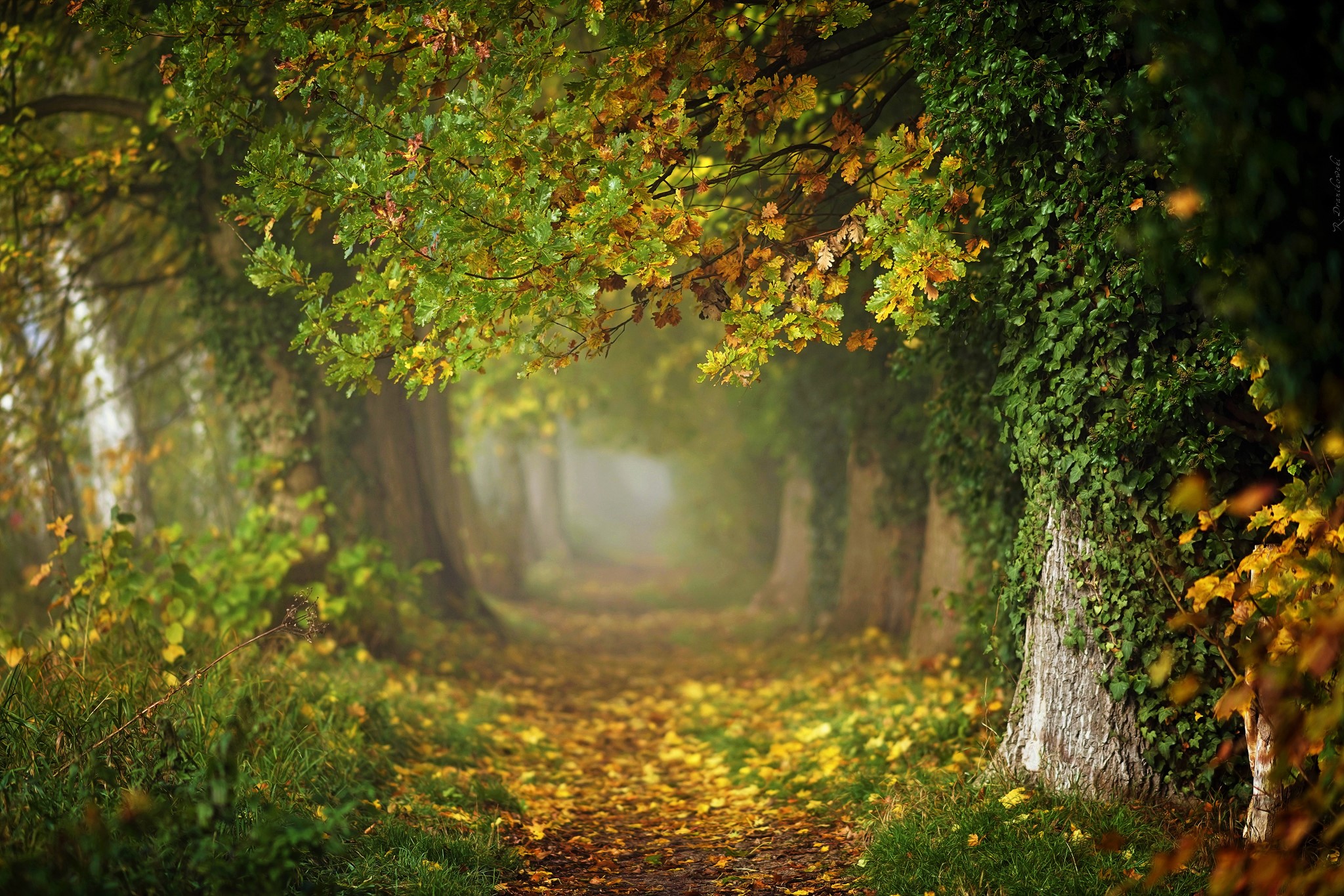 Canopy Fall Foliage Forest Path 2048x1365