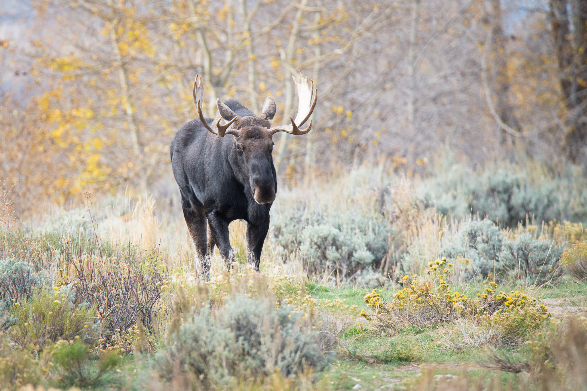 Moose Wildlife 2048x1365