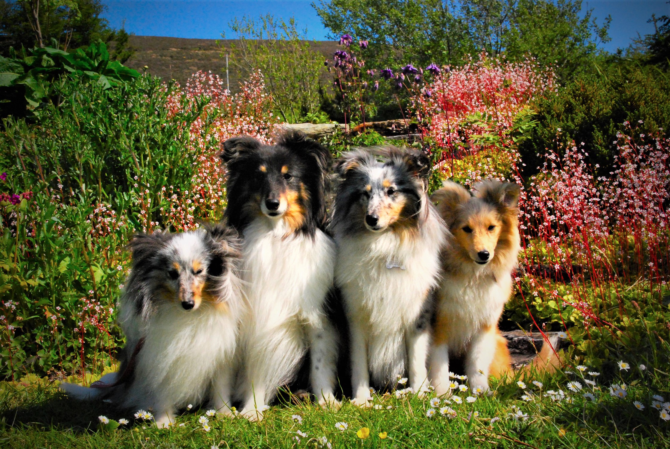 Animal Dog Pet Shetland Sheepdog 2240x1500