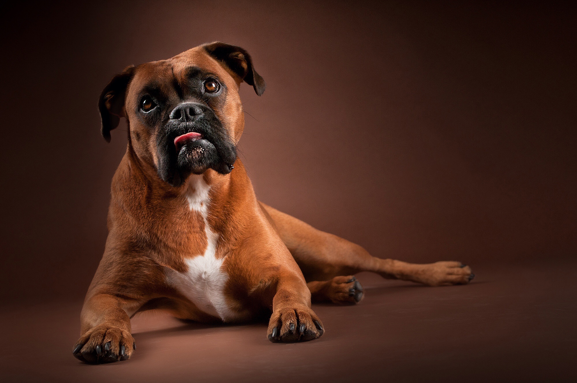 Boxer Dog Dog Pet 2000x1328