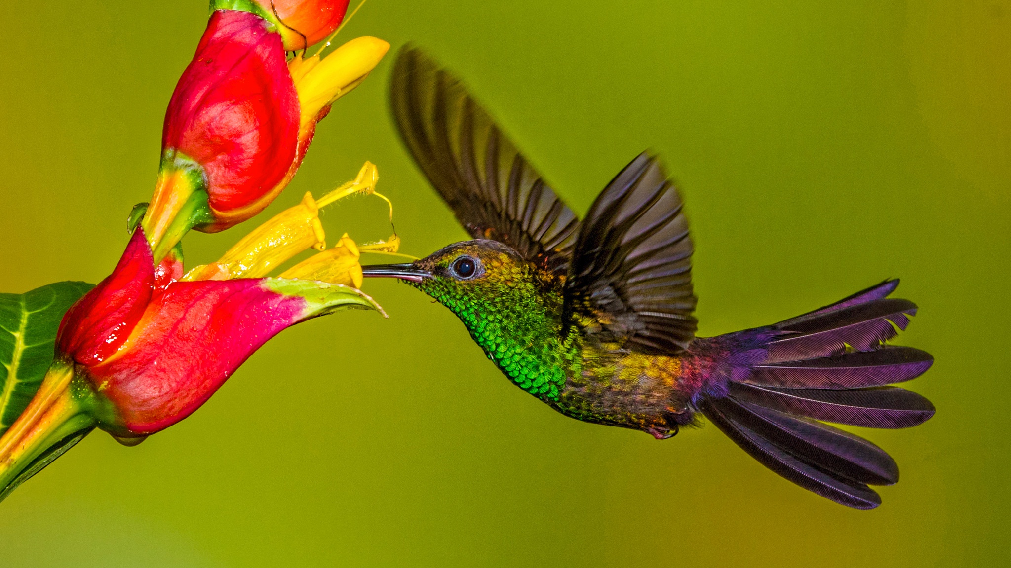 Bird Flower Hummingbird Wildlife 2048x1152