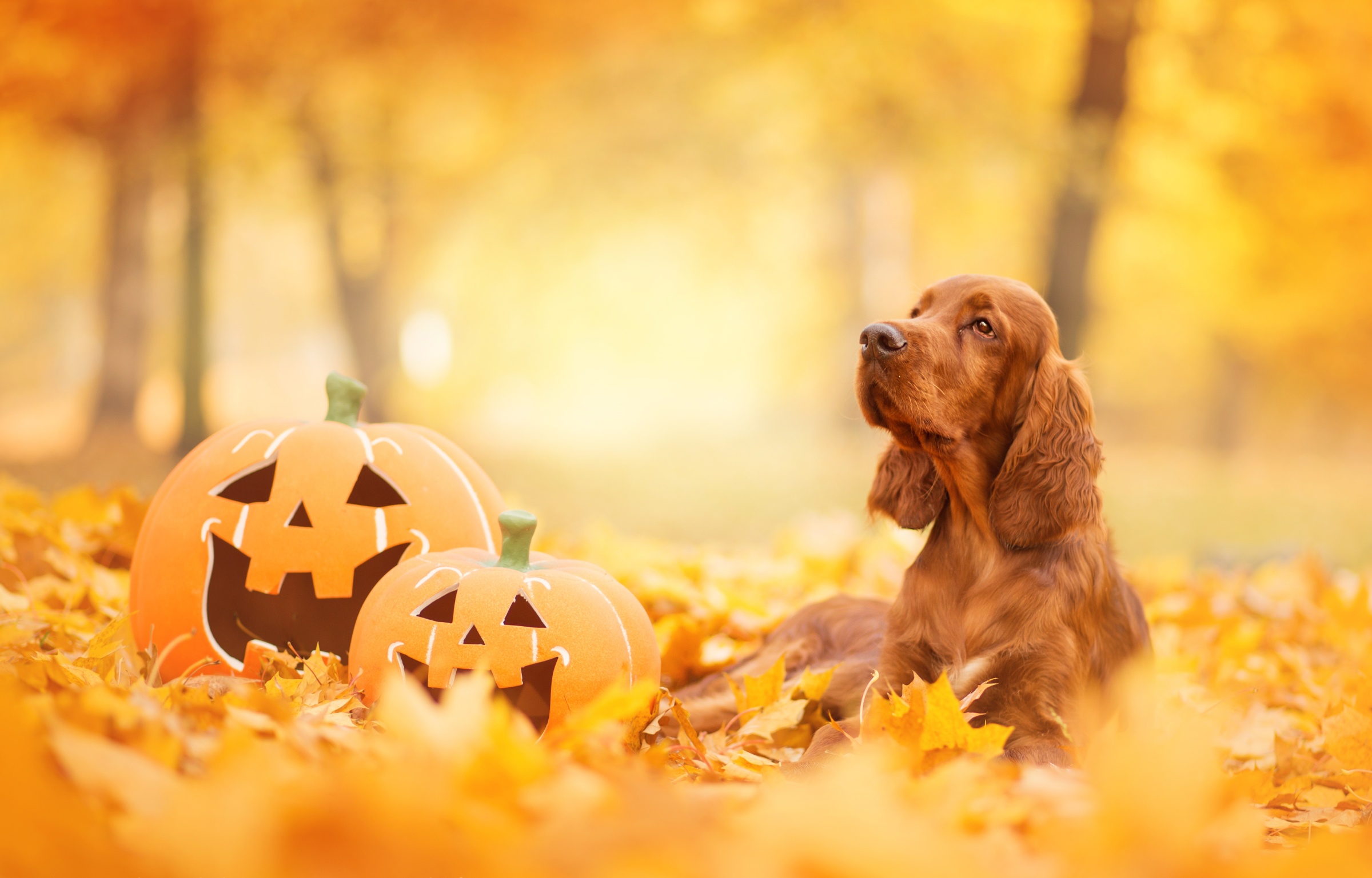 Depth Of Field Dog Fall Leaf Pet Pumpkin Spaniel 2400x1537