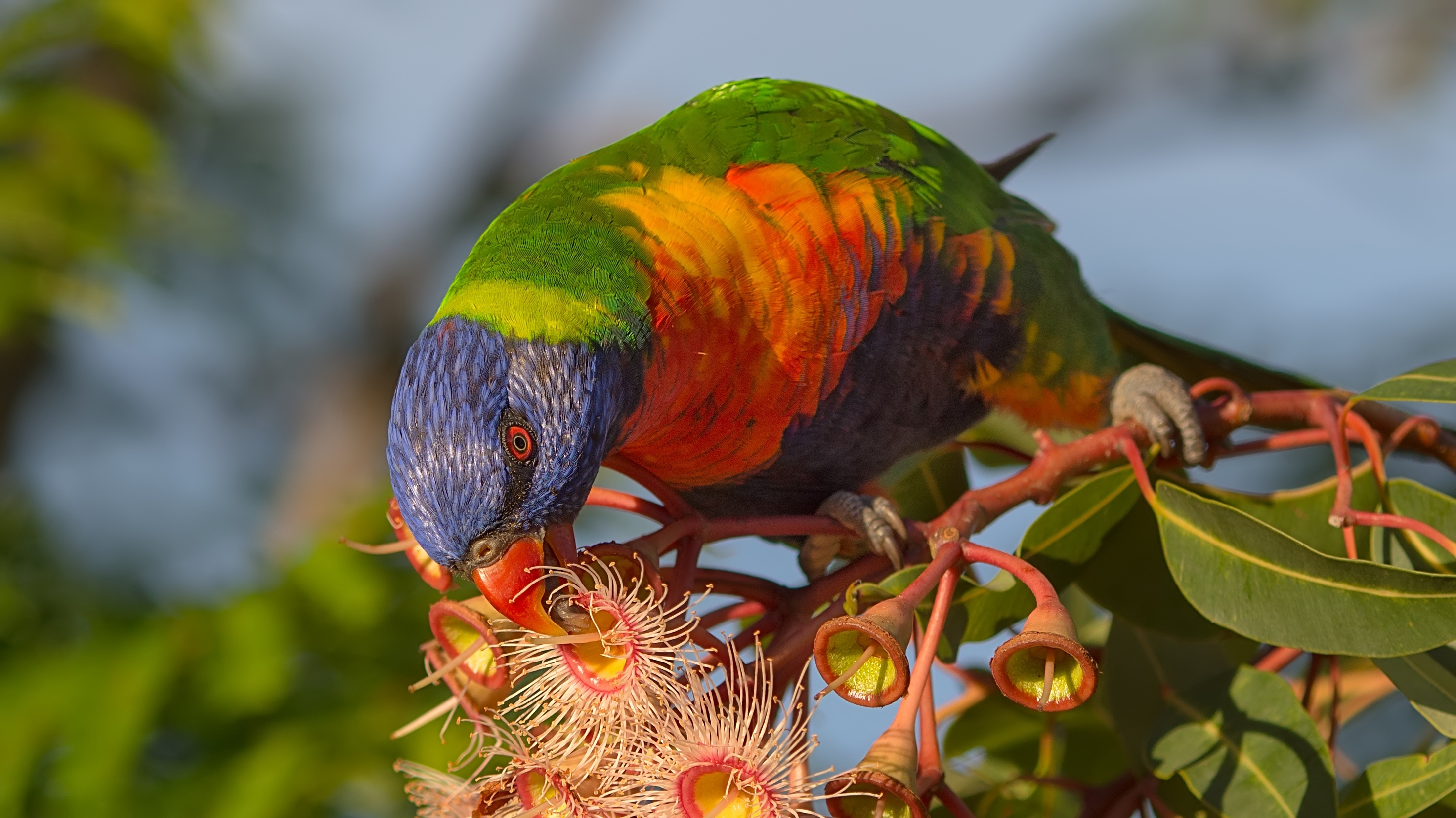 Bird Parrot Rainbow Lorikeet Wildlife 2946x1657
