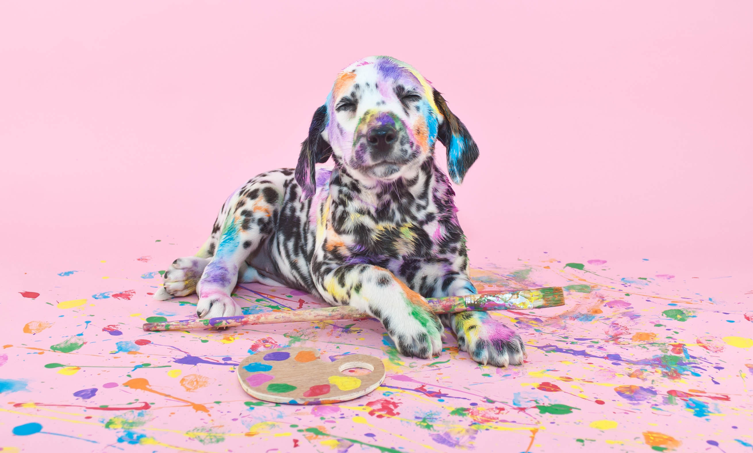 Baby Animal Dalmatian Dog Paint Pet Puppy 2620x1578