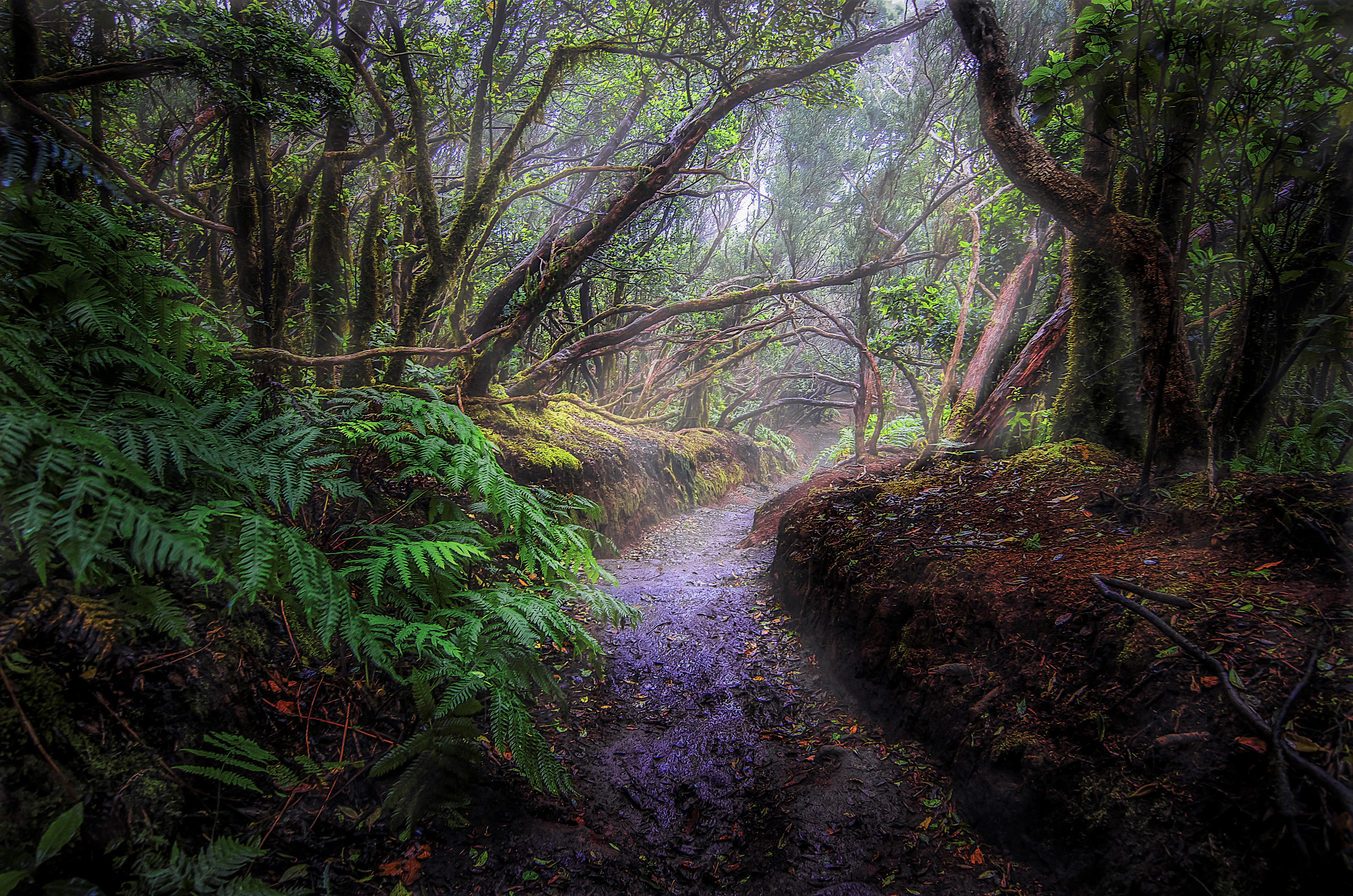 Fern Fog Forest Path Rainforest Tropical 4928x3264