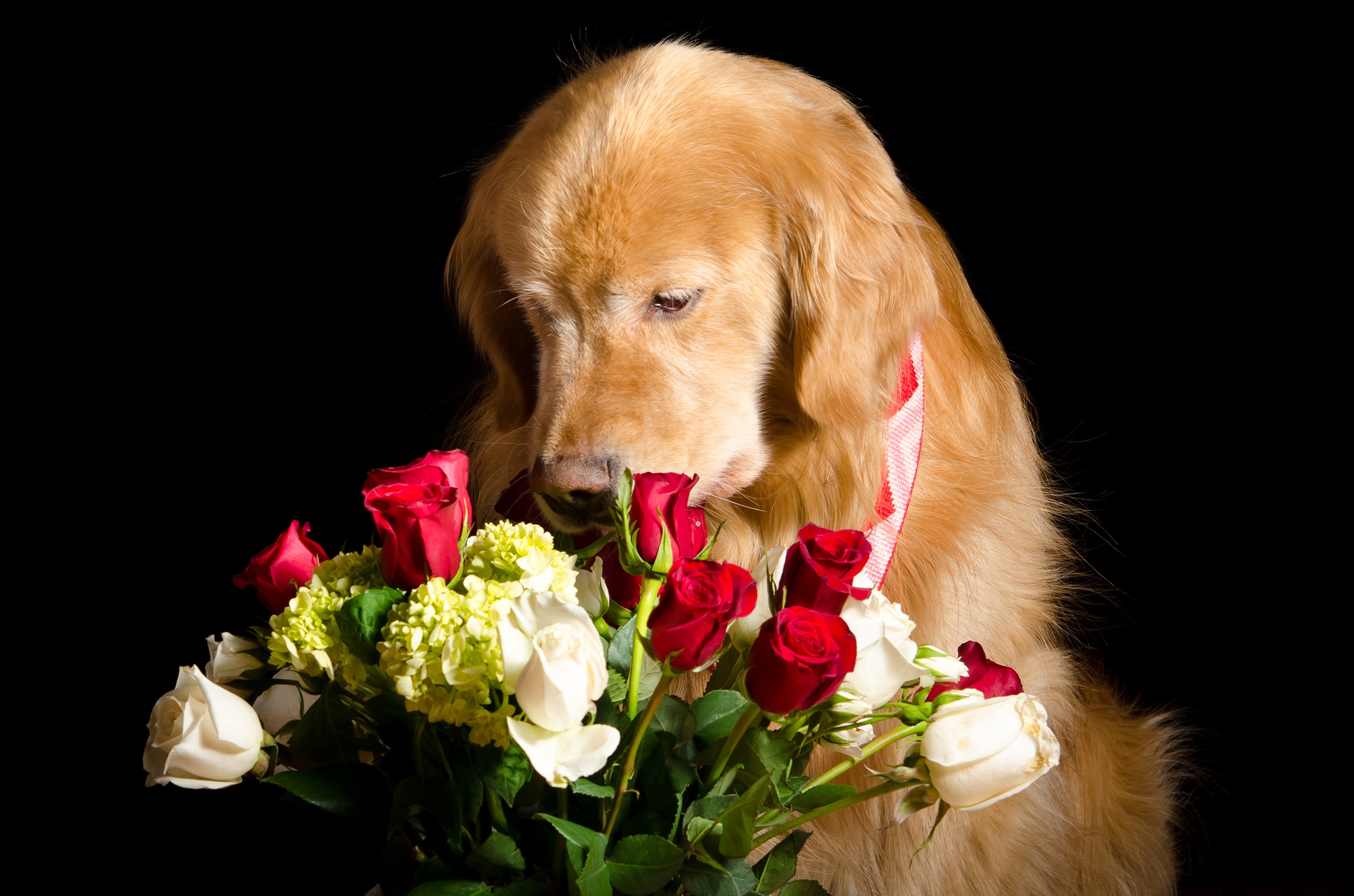 Dog Flower Golden Retriever Pet Rose 2560x1696
