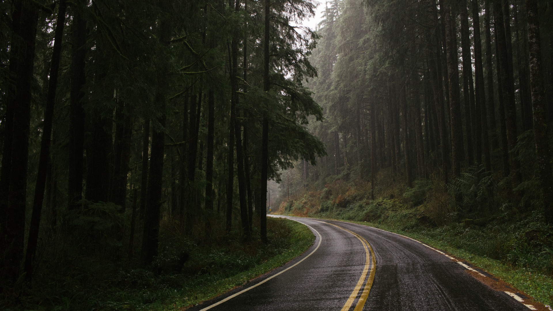 Road Trees Plants Grass Forest Monsoon Olympic National Park USA 1920x1080