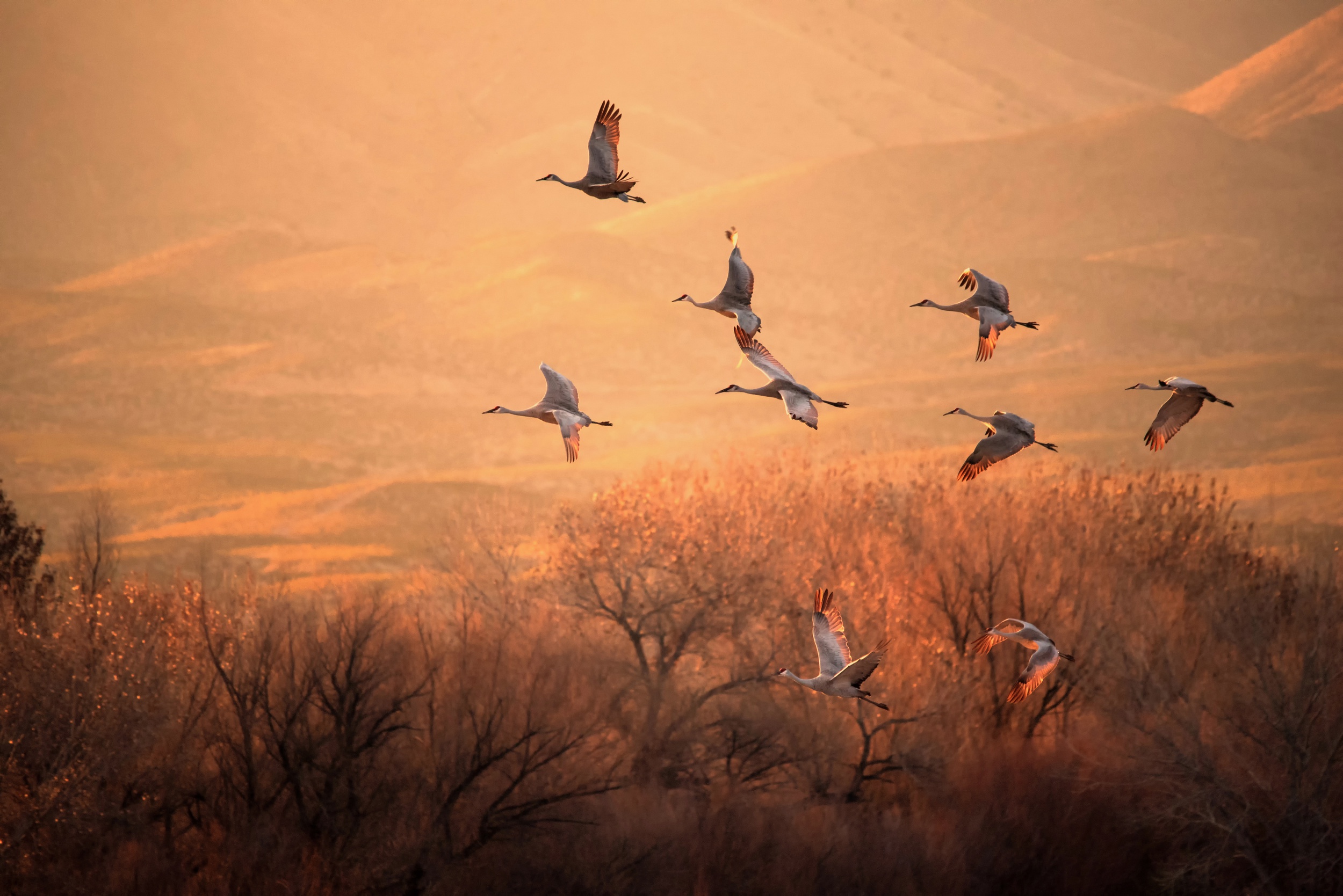Bird Crane Wildlife 2500x1669