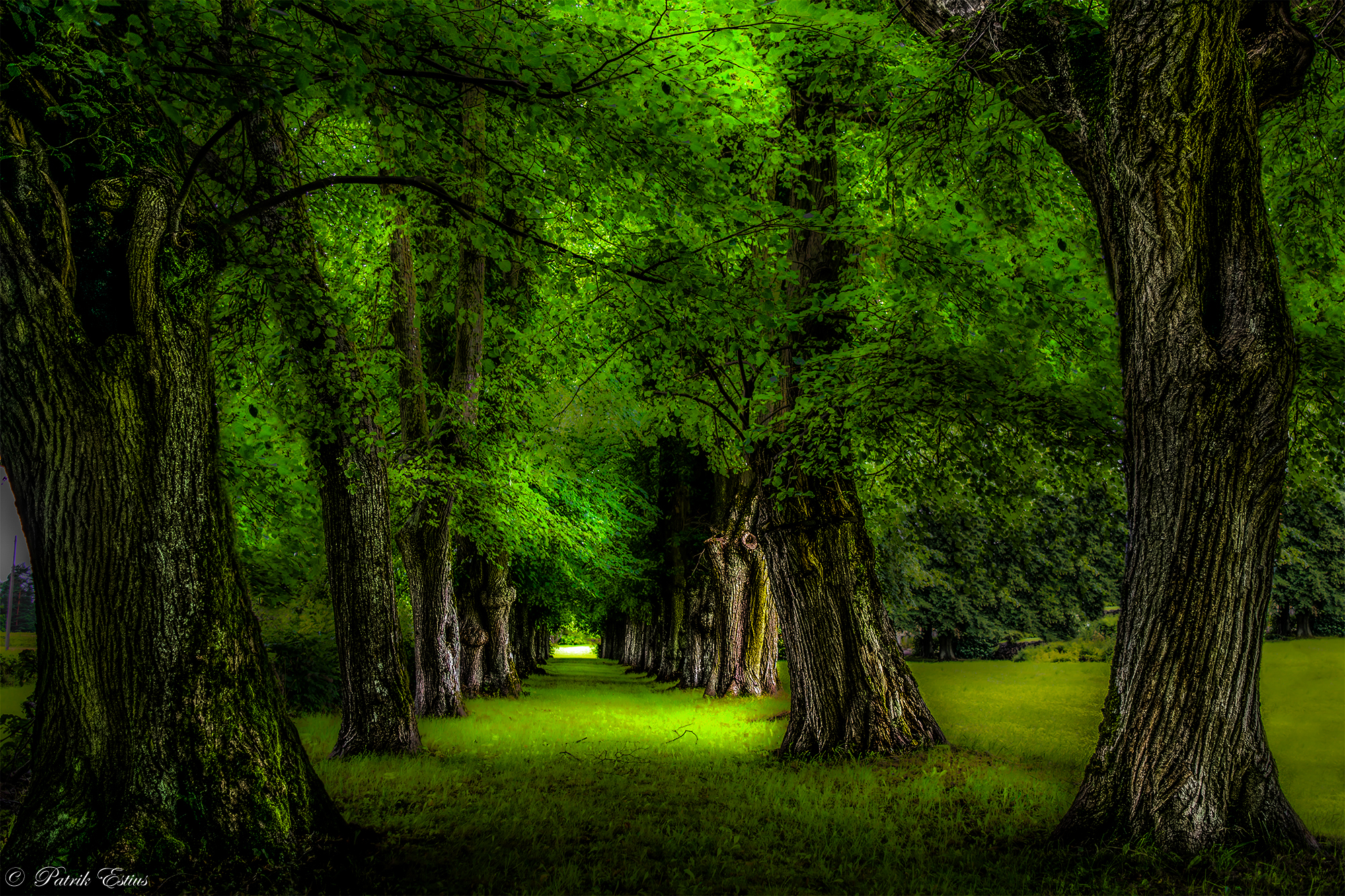 Earth Green Park Path Tree Tree Lined 2000x1333