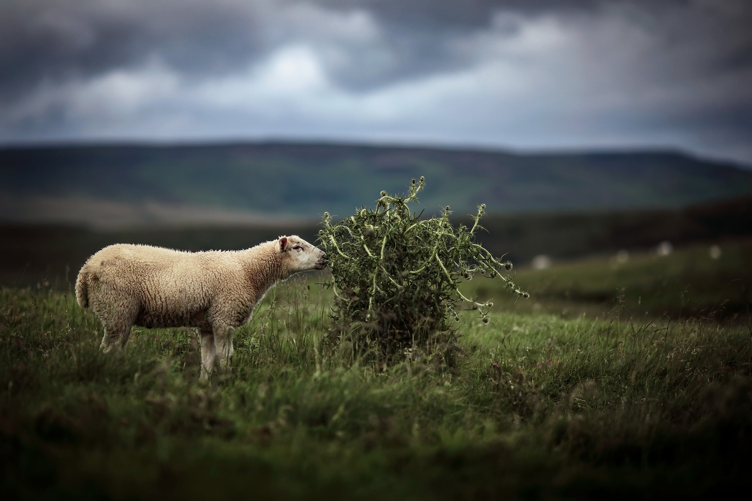 Depth Of Field Grass Sheep 2560x1707