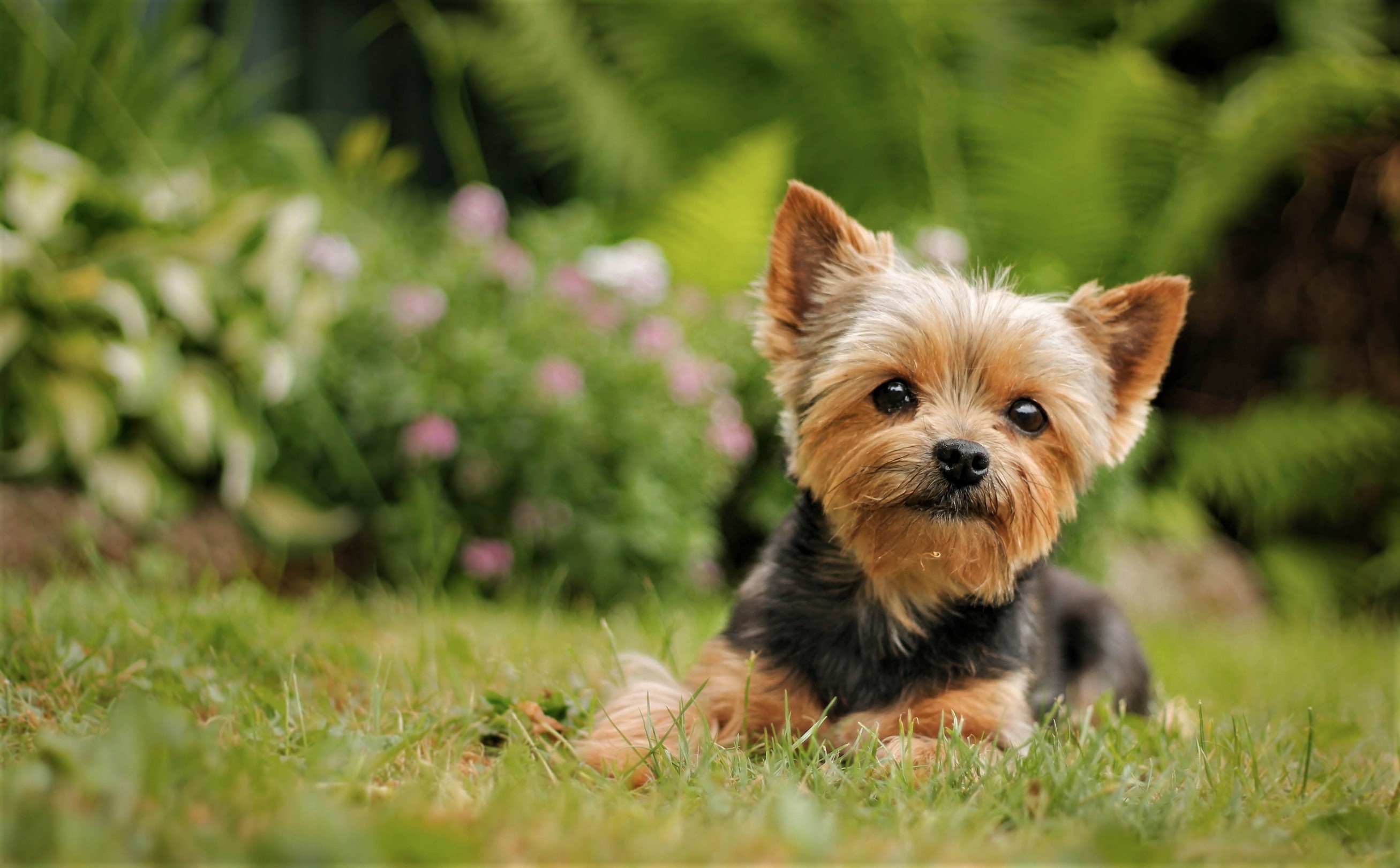Cute Dog Grass Pet Yorkshire Terrier 2614x1620