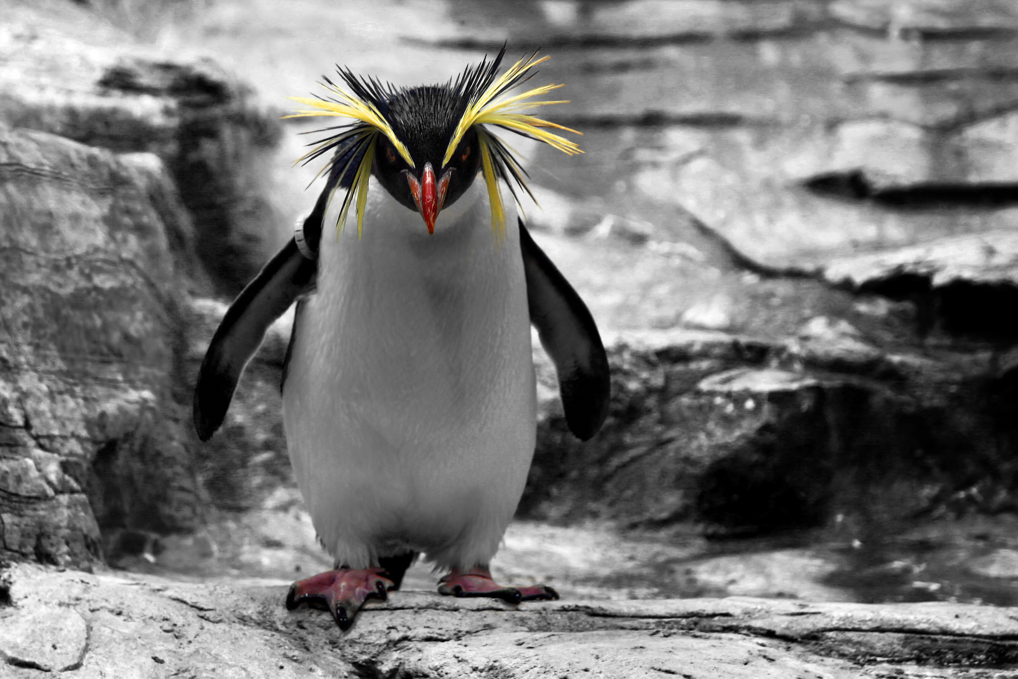 Animal Penguin Rockhopper Penguin 2048x1366