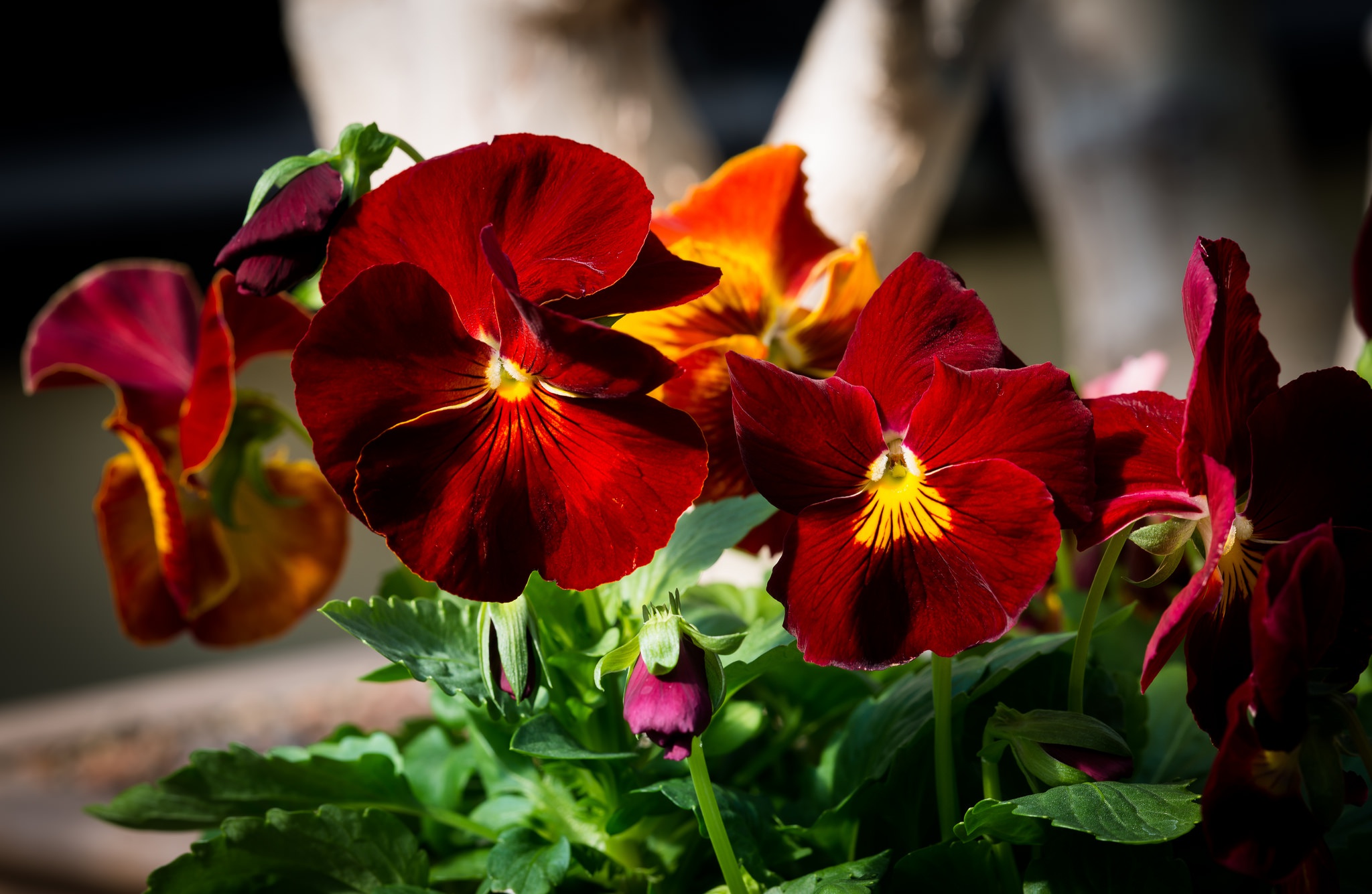 Close Up Flower Pansy Red Flower 2048x1335