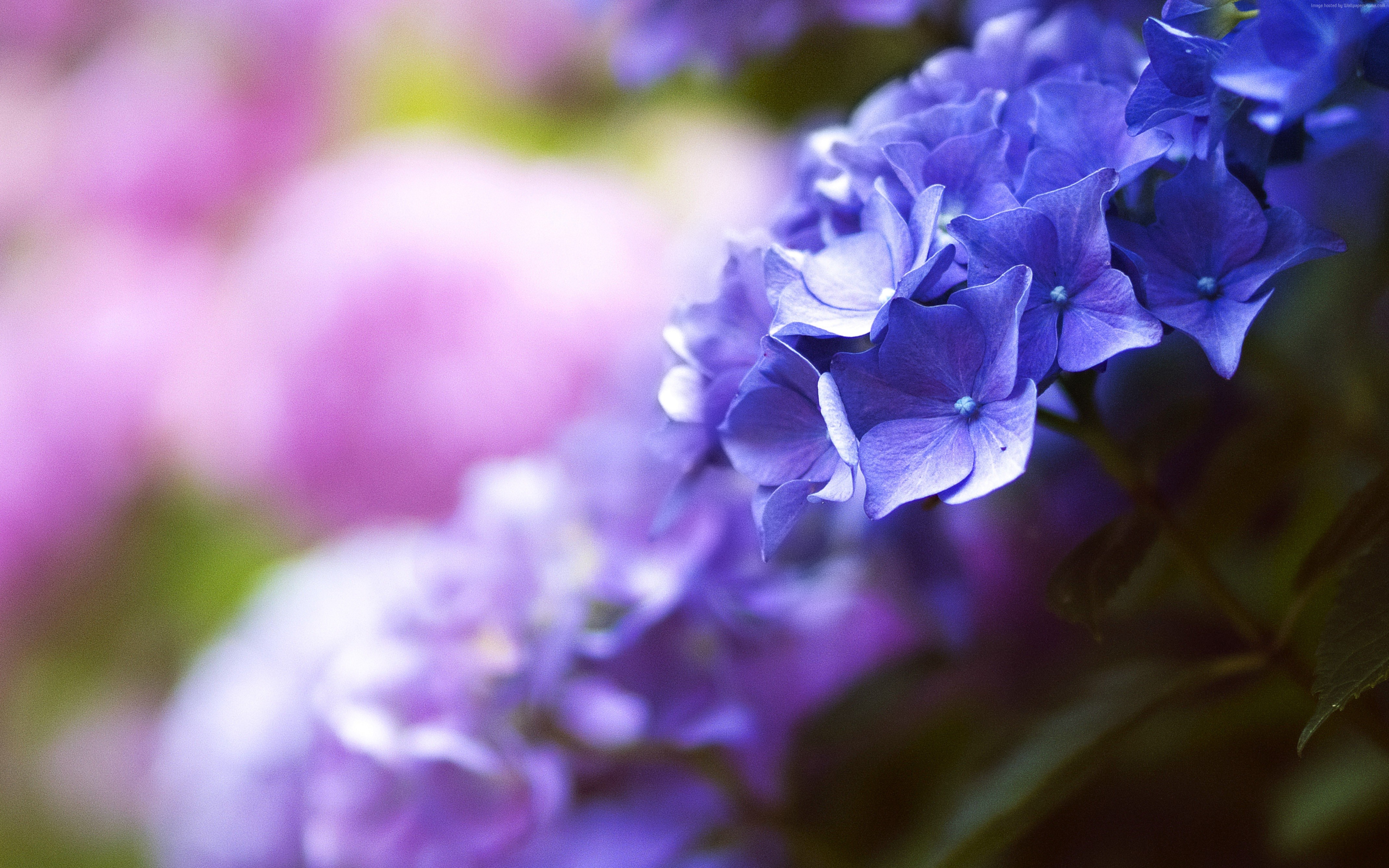 Blue Flower 4280x2675