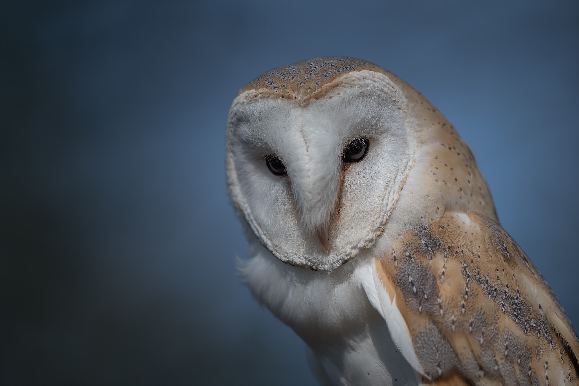 Barn Owl Bird Owl Wildlife 2000x1333