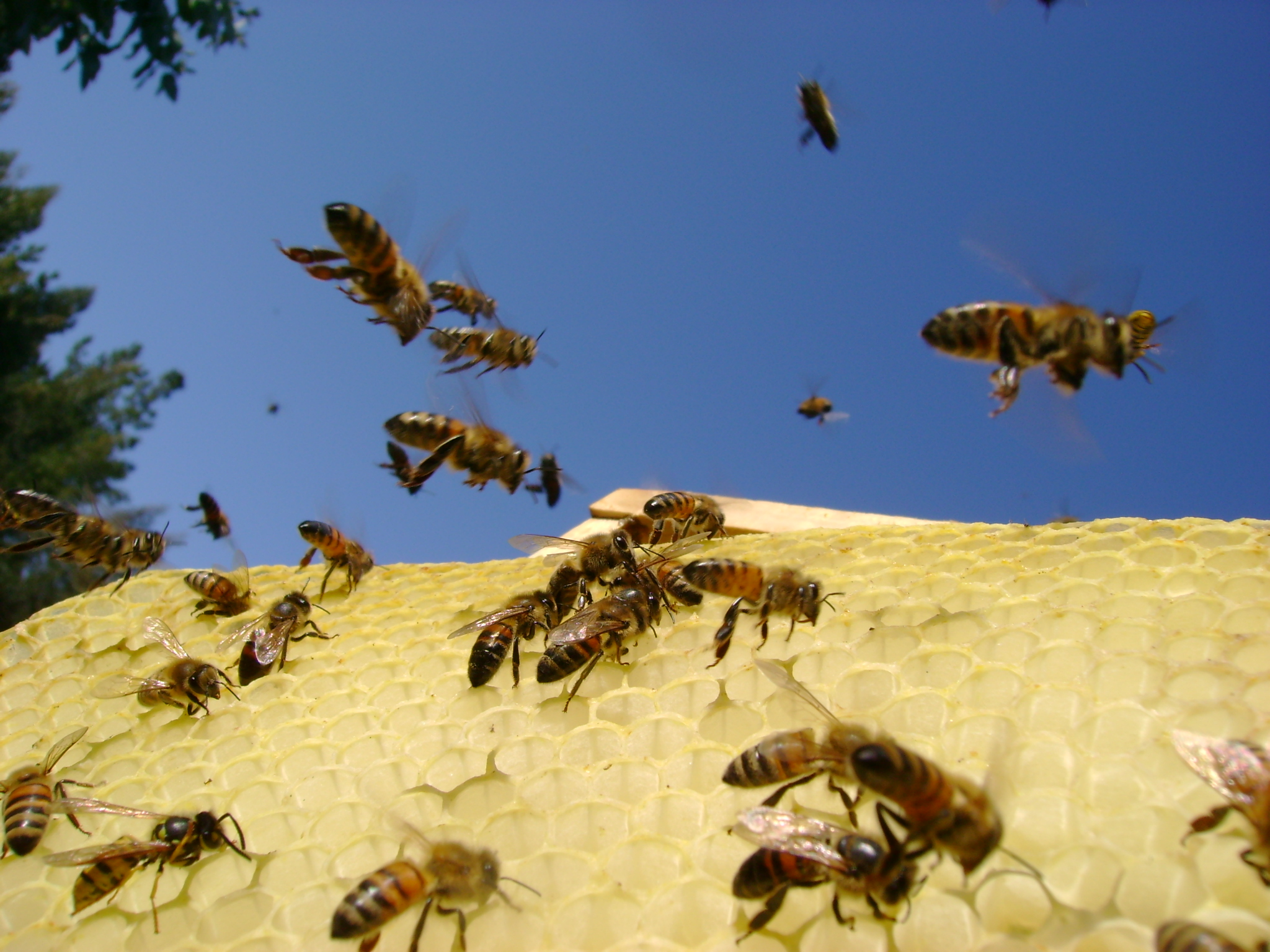 Bee Hive Honeycomb 2048x1536