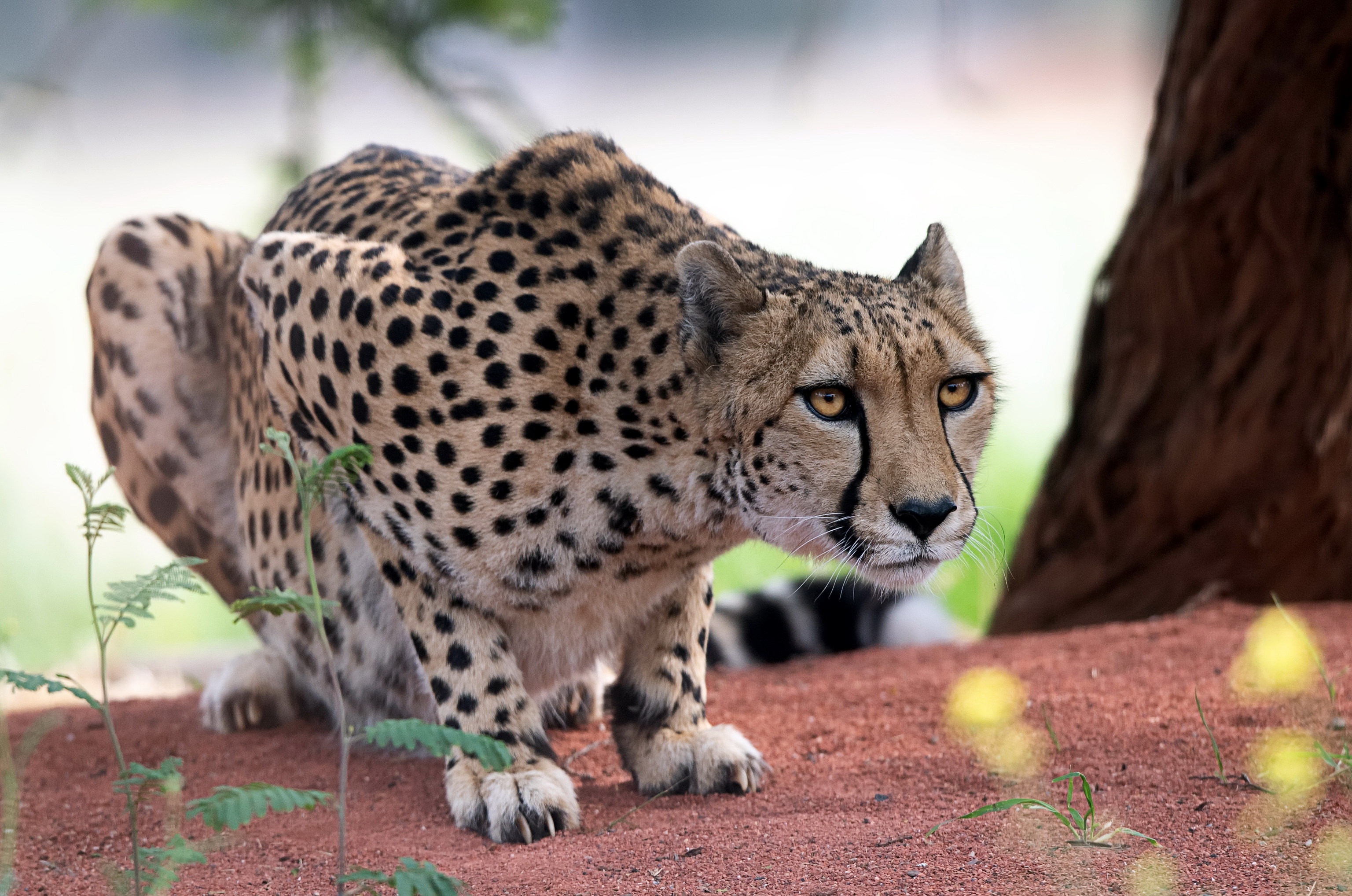 Big Cat Cheetah Wildlife Predator Animal 3072x2036