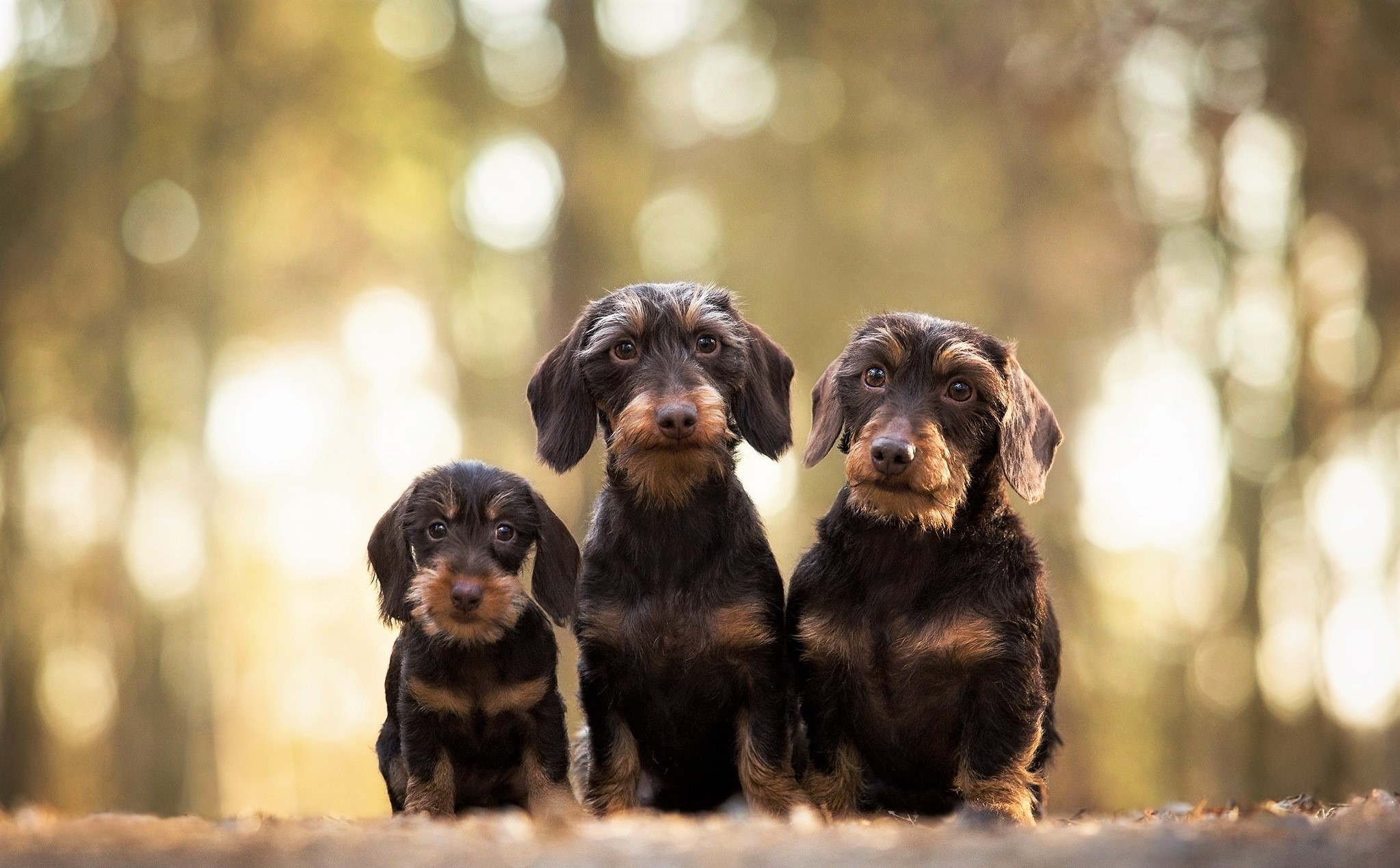 Baby Animal Cute Dog Pet Puppy Wirehaired Dachshund 2047x1269