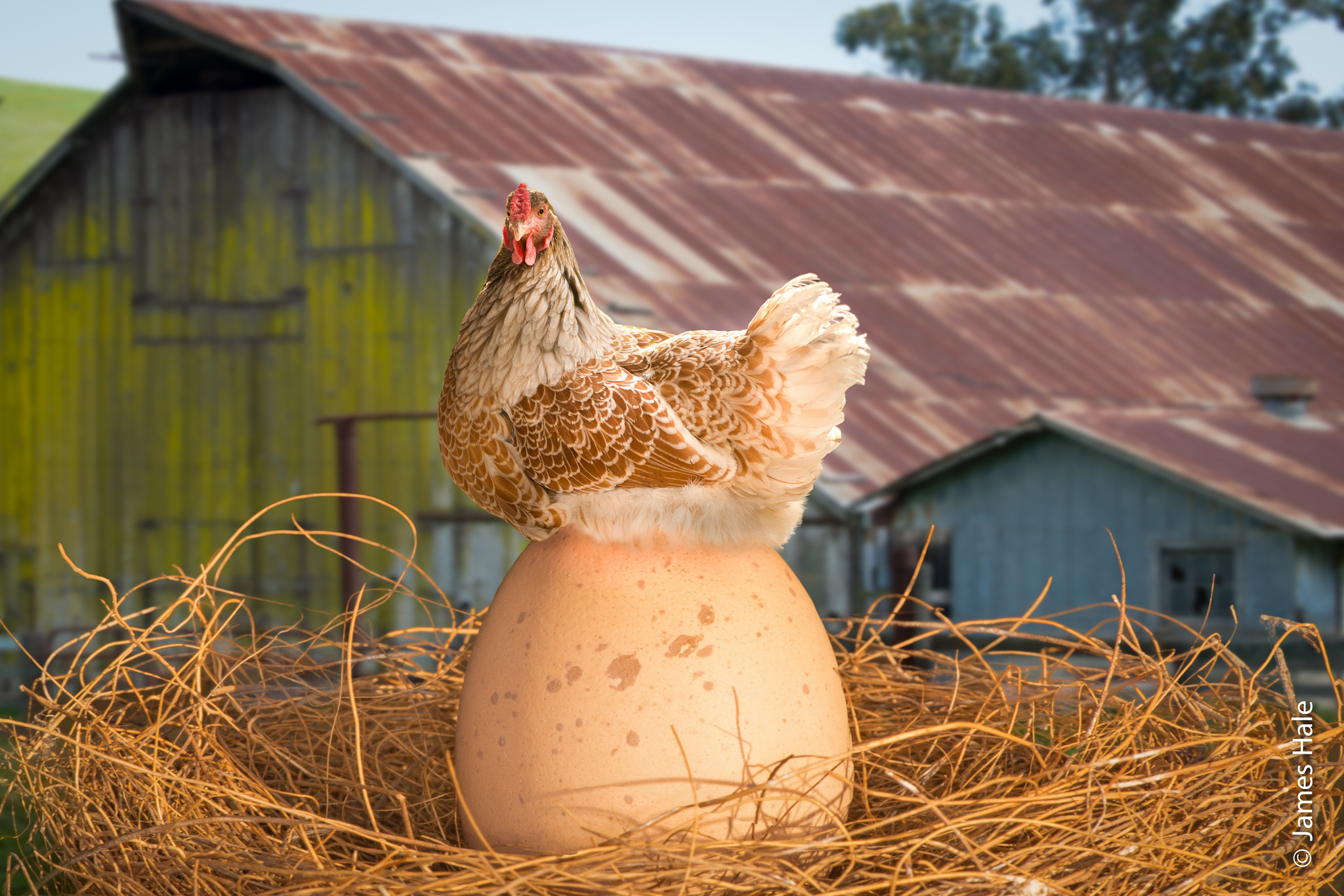 Barn Chicken Egg Hen Nest 2048x1367