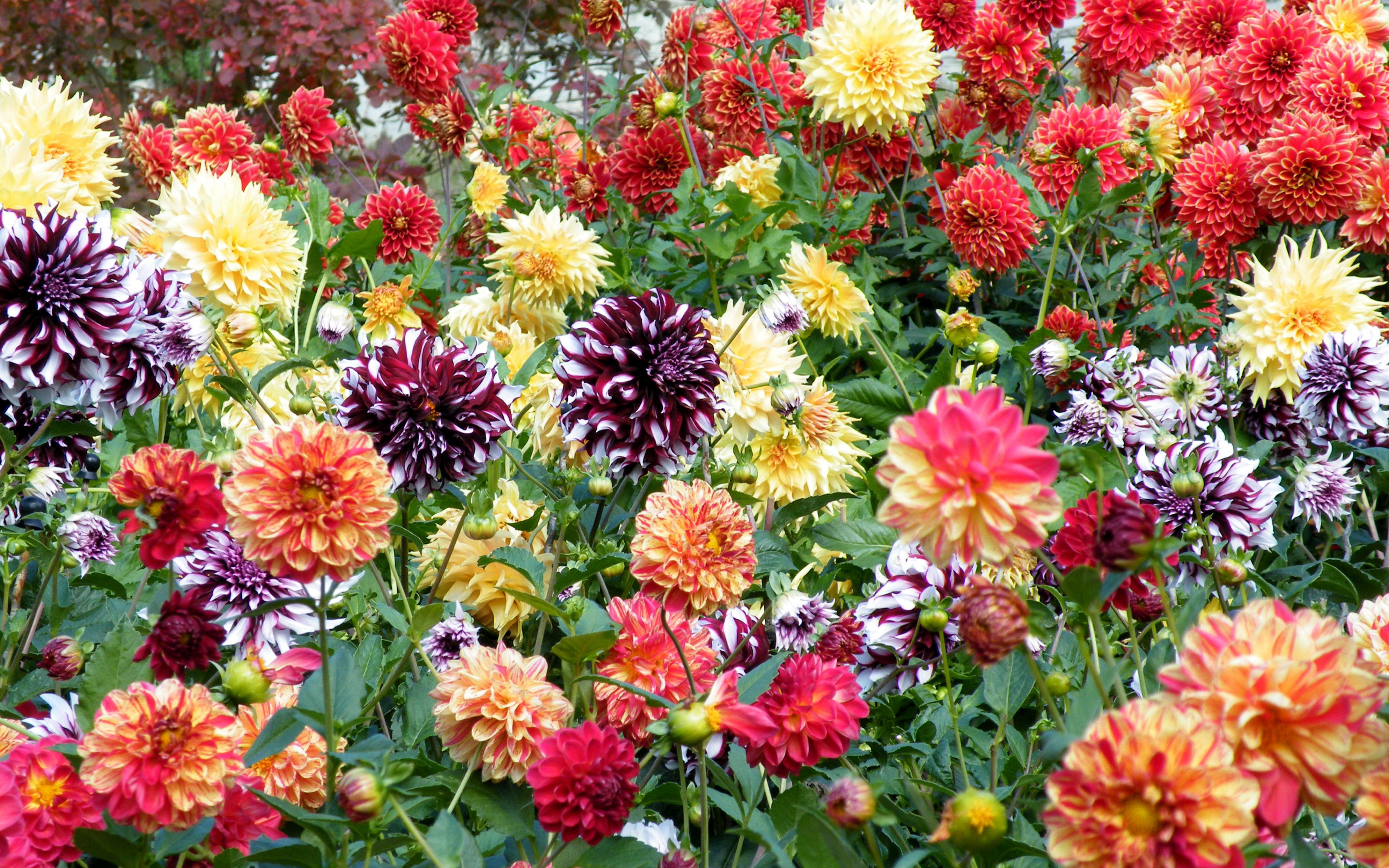 Colorful Colors Dahlia Earth Field Flower 3200x2000