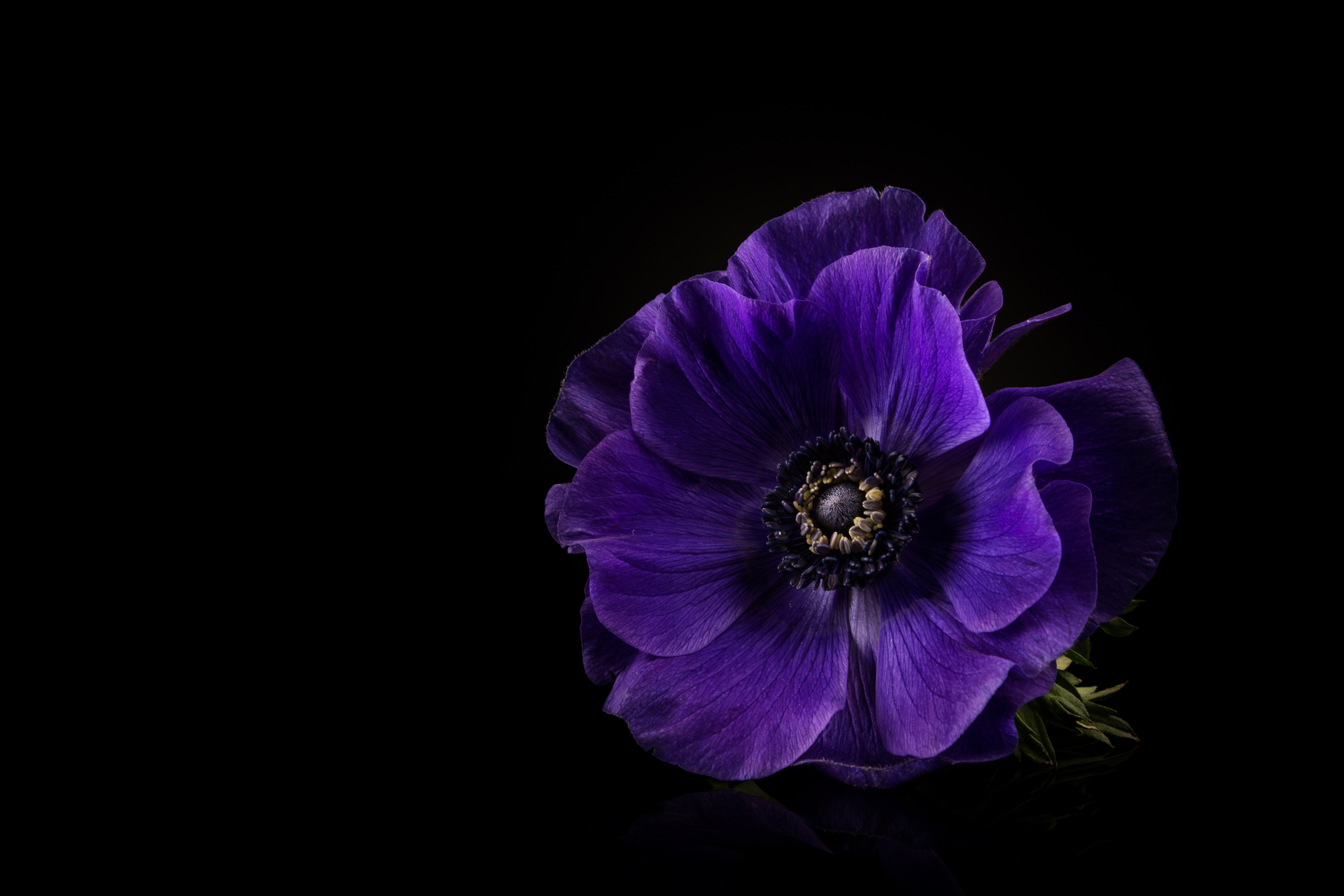 Anemone Flower Purple Flower 6000x4000