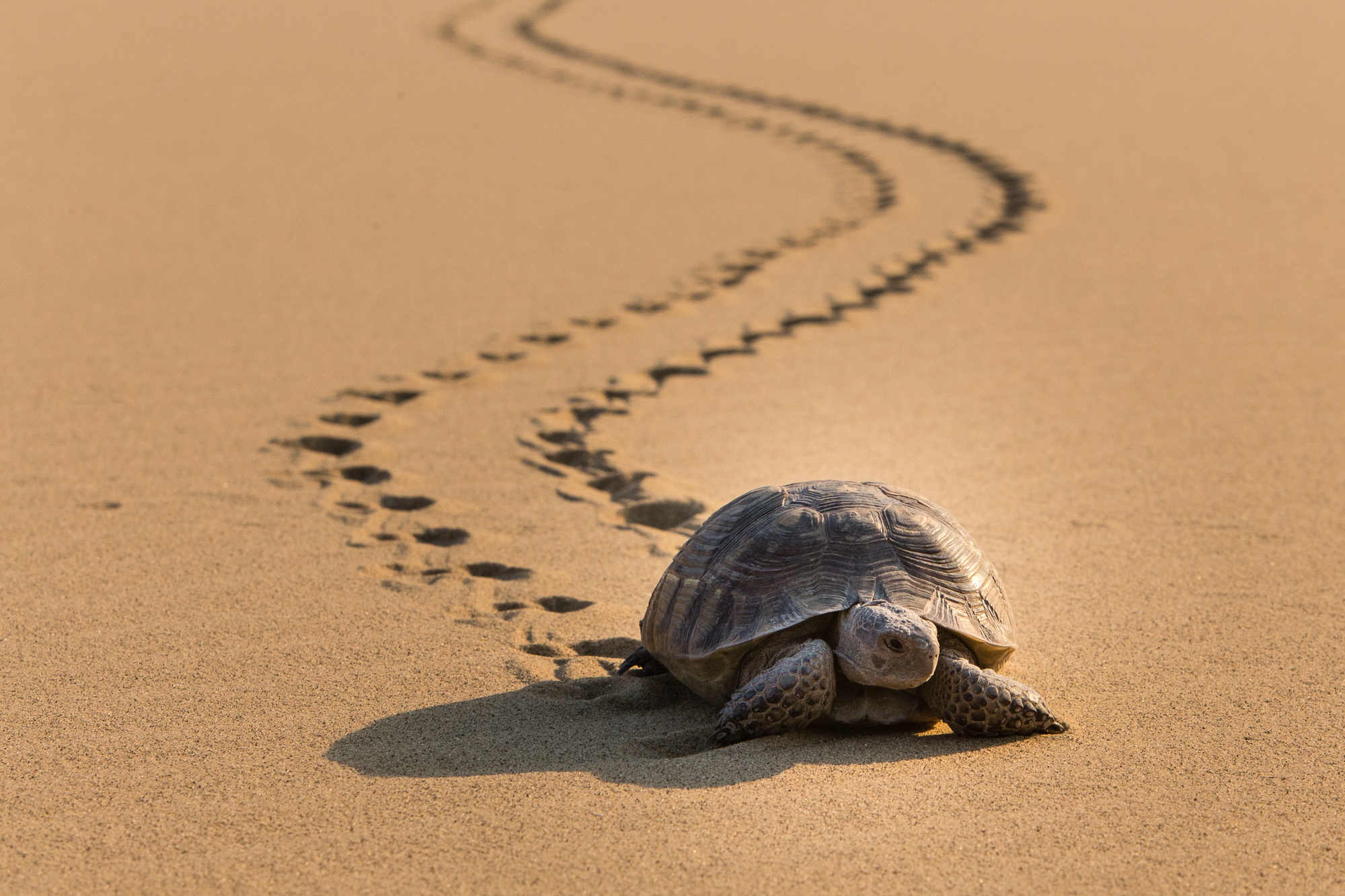 Desert Sand Turtle Wildlife 2000x1333