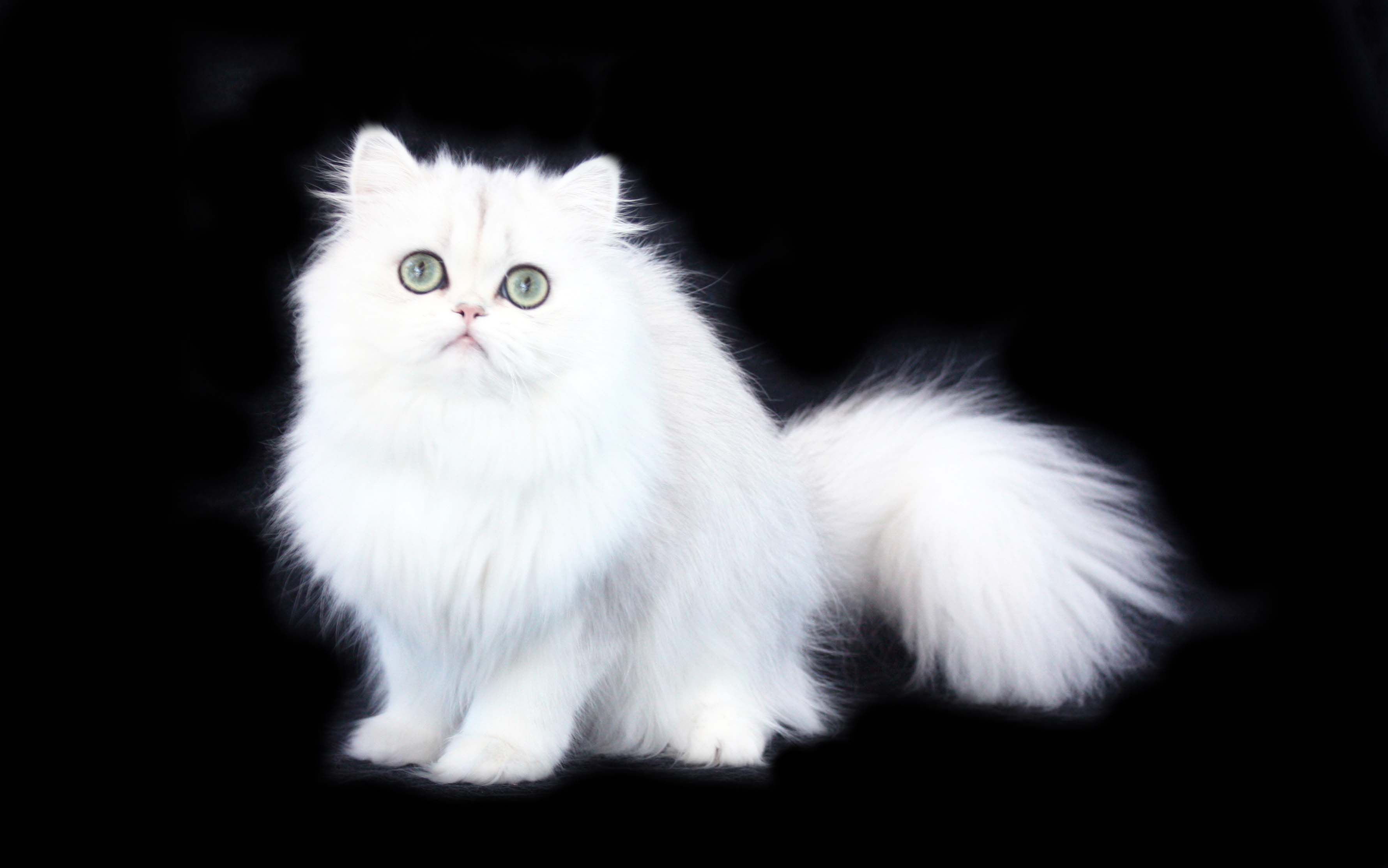 Animal Cat Fluffy Persian Cat 3561x2228
