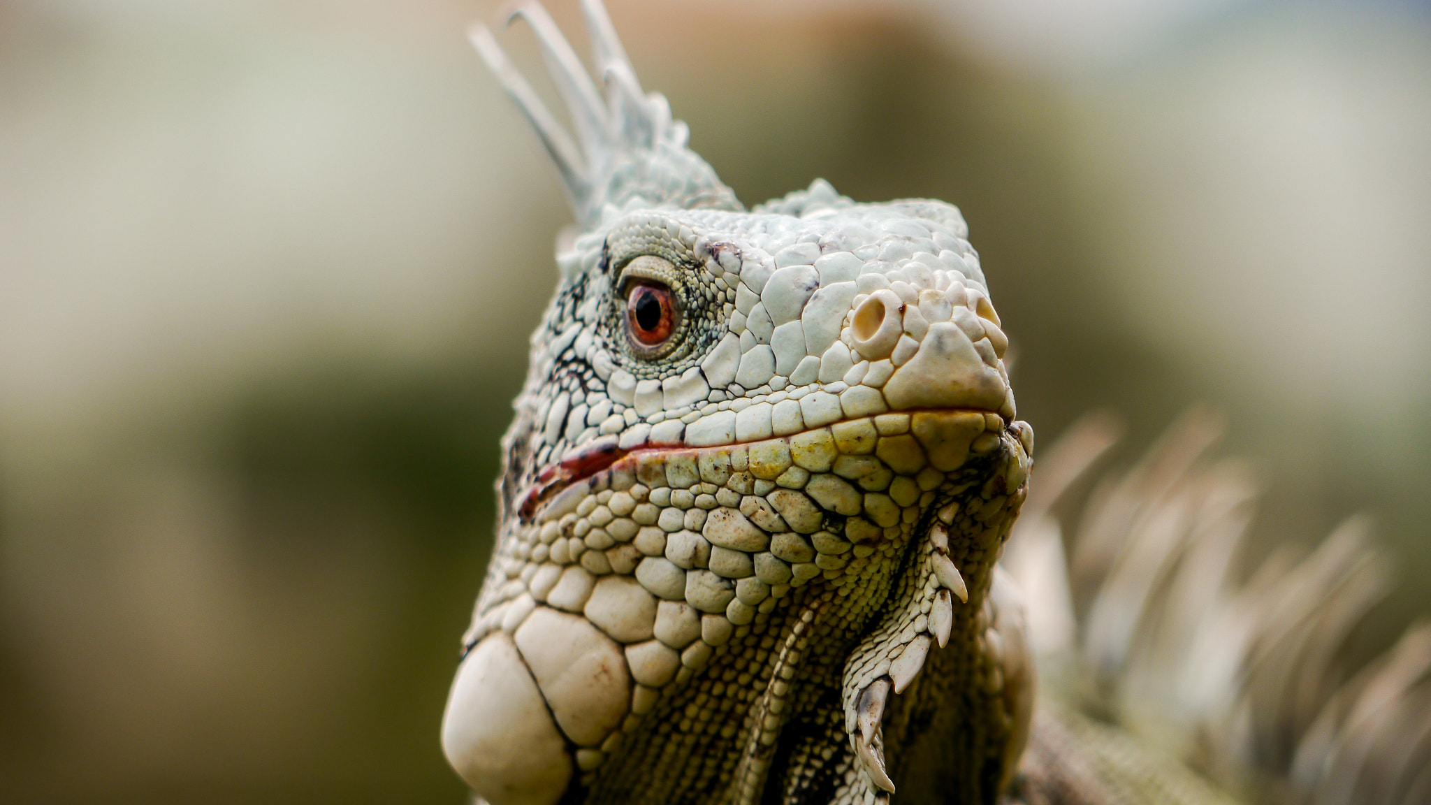 Close Up Iguana Lizard Reptile Wildlife 2048x1152