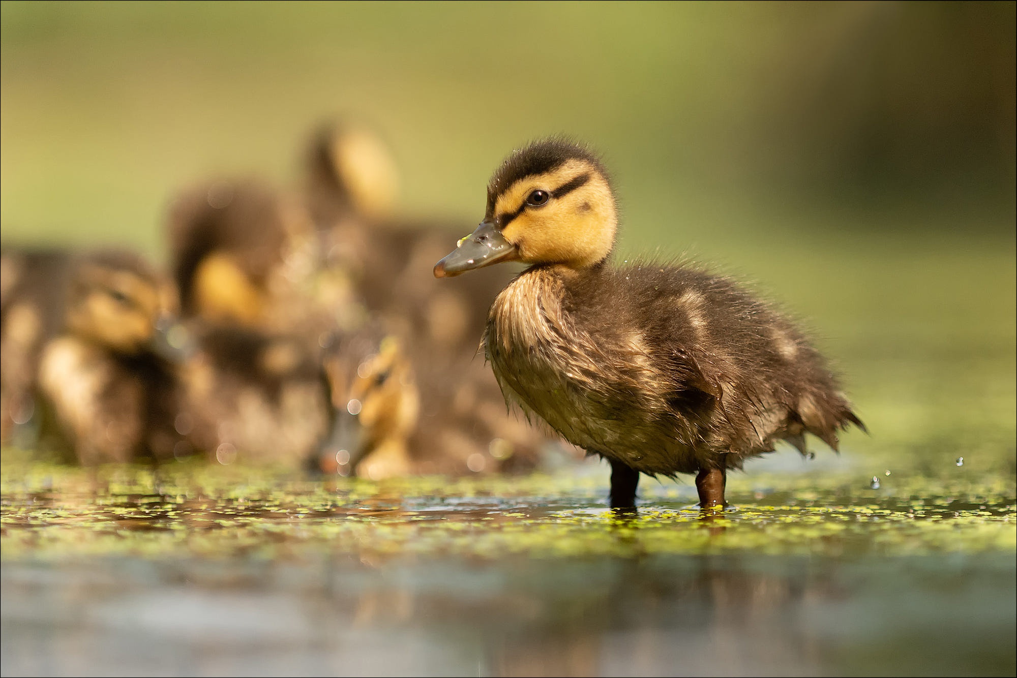 Baby Animal Bird Duck Duckling Wildlife 2000x1334