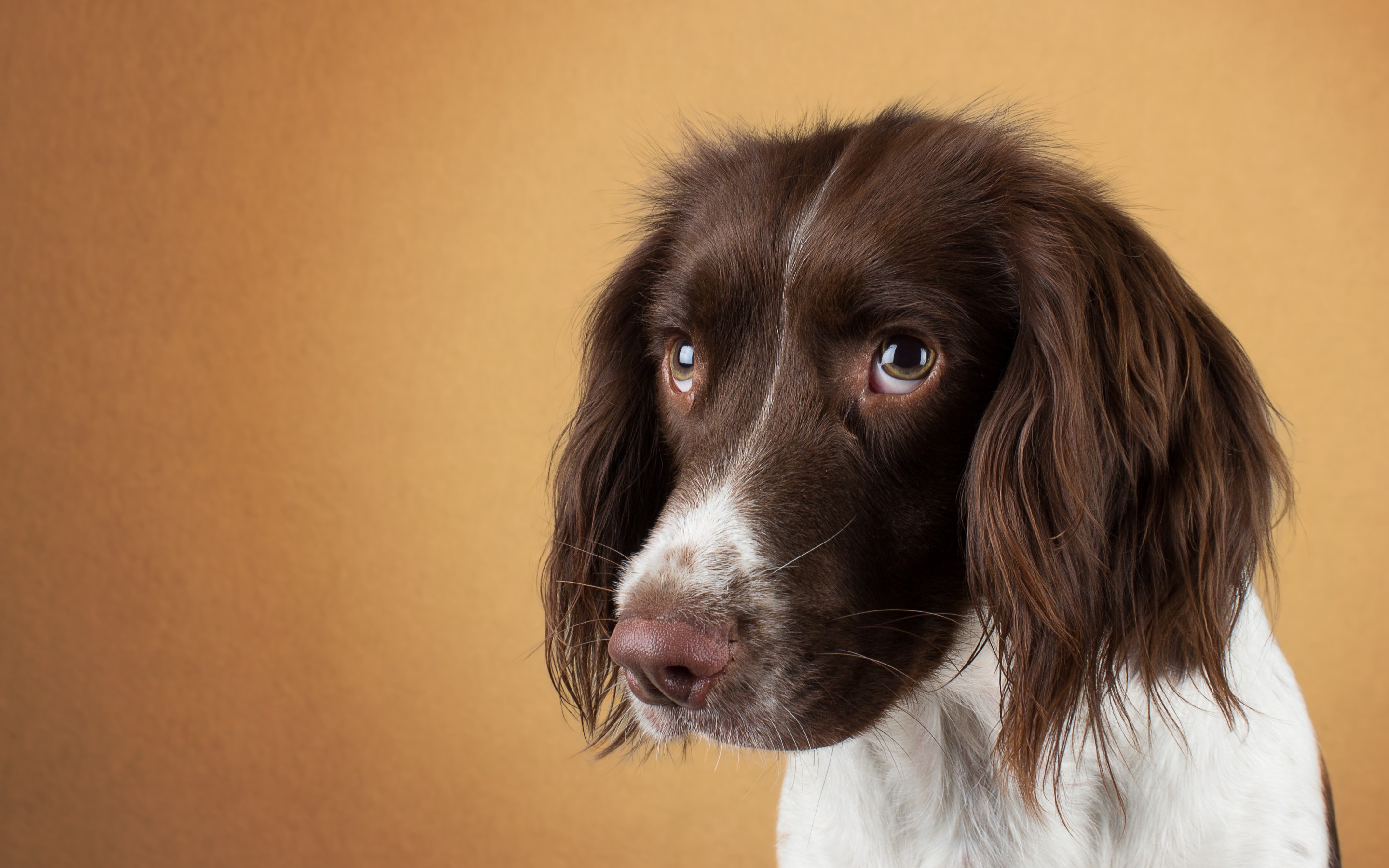 Dog Spaniel 2880x1800