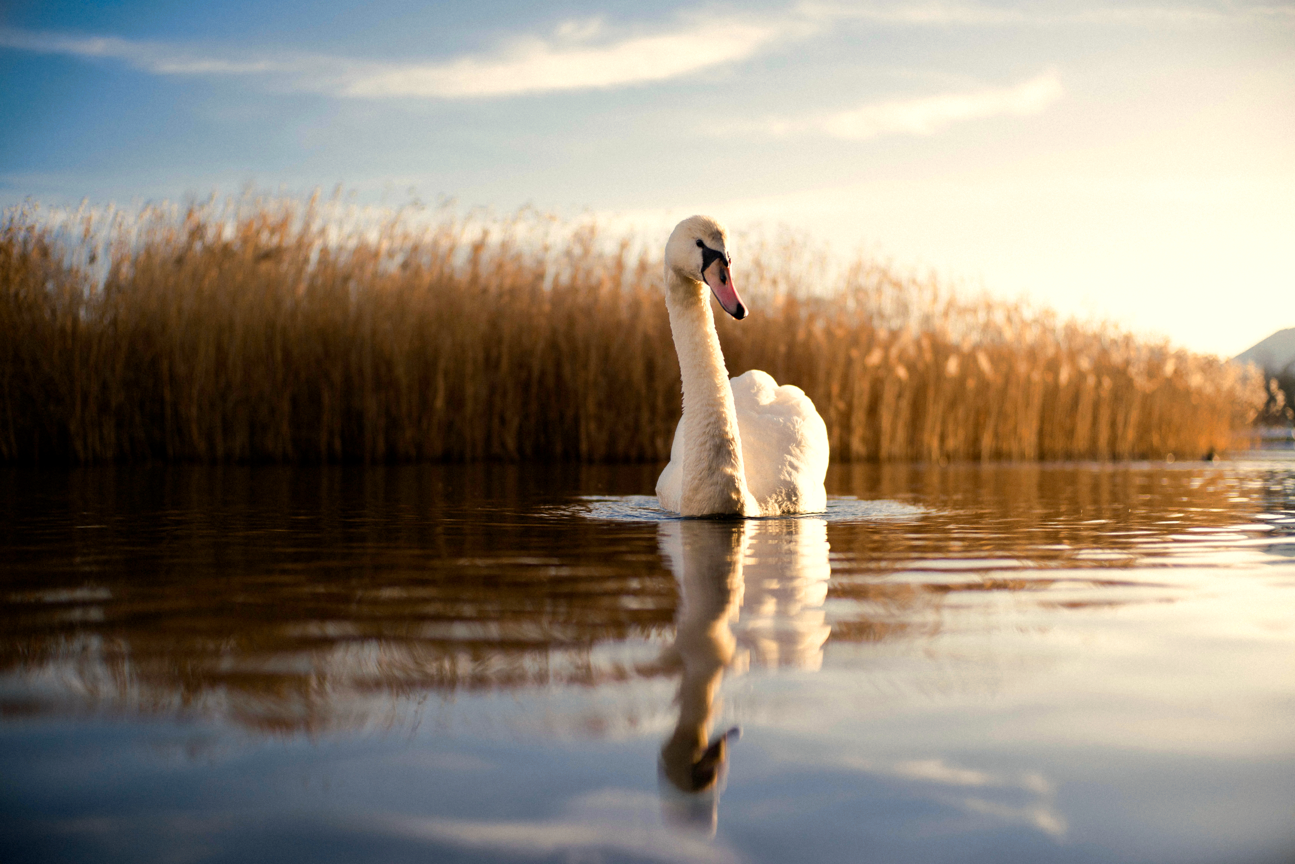 Lake Reed Swan 2560x1709