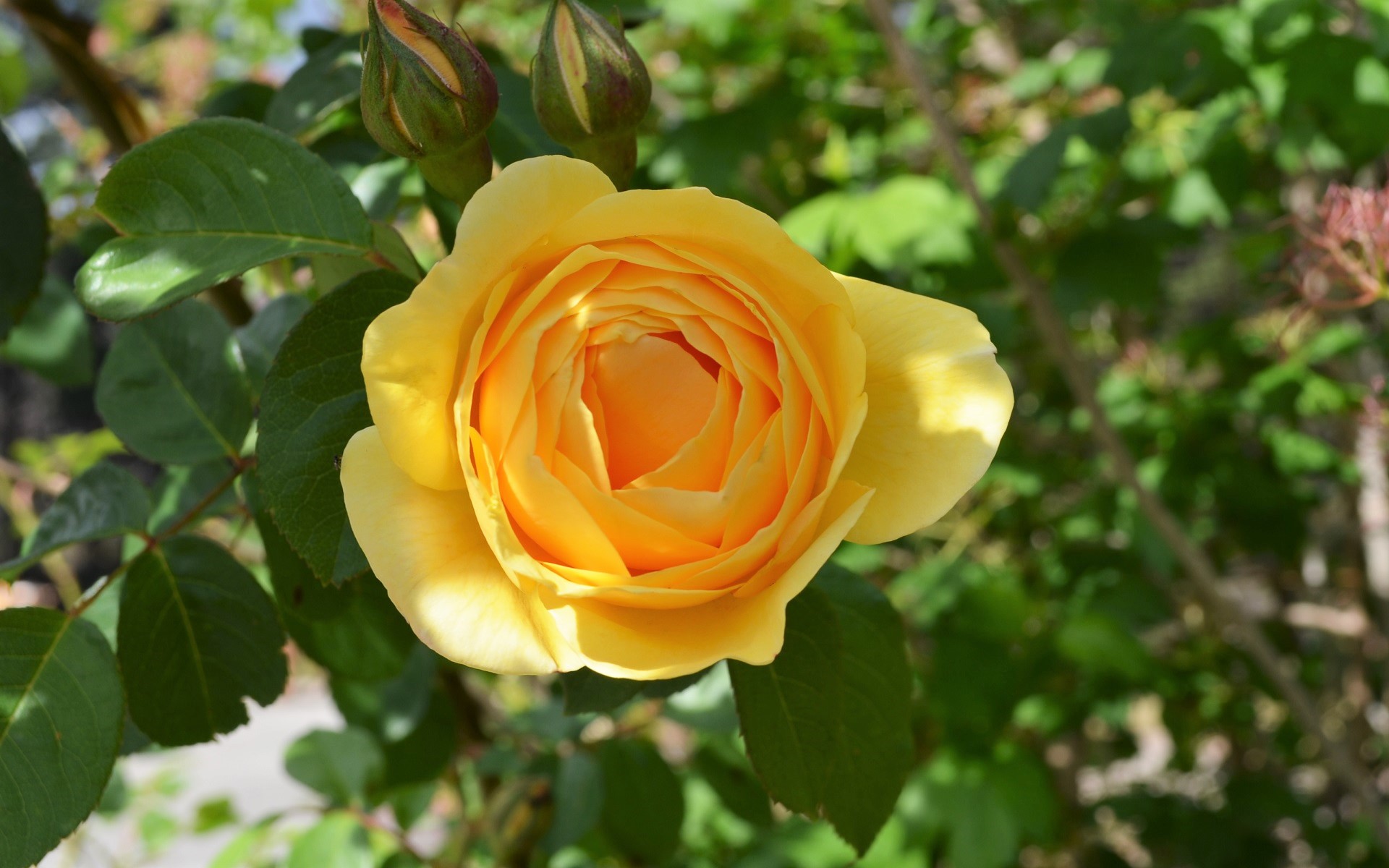 Flower Nature Rose Yellow Rose 1920x1200