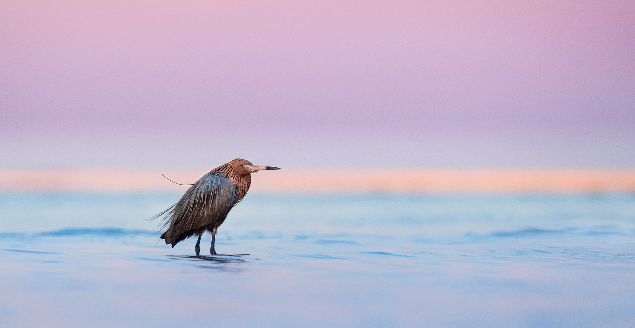 Bird Egret 2091x1080