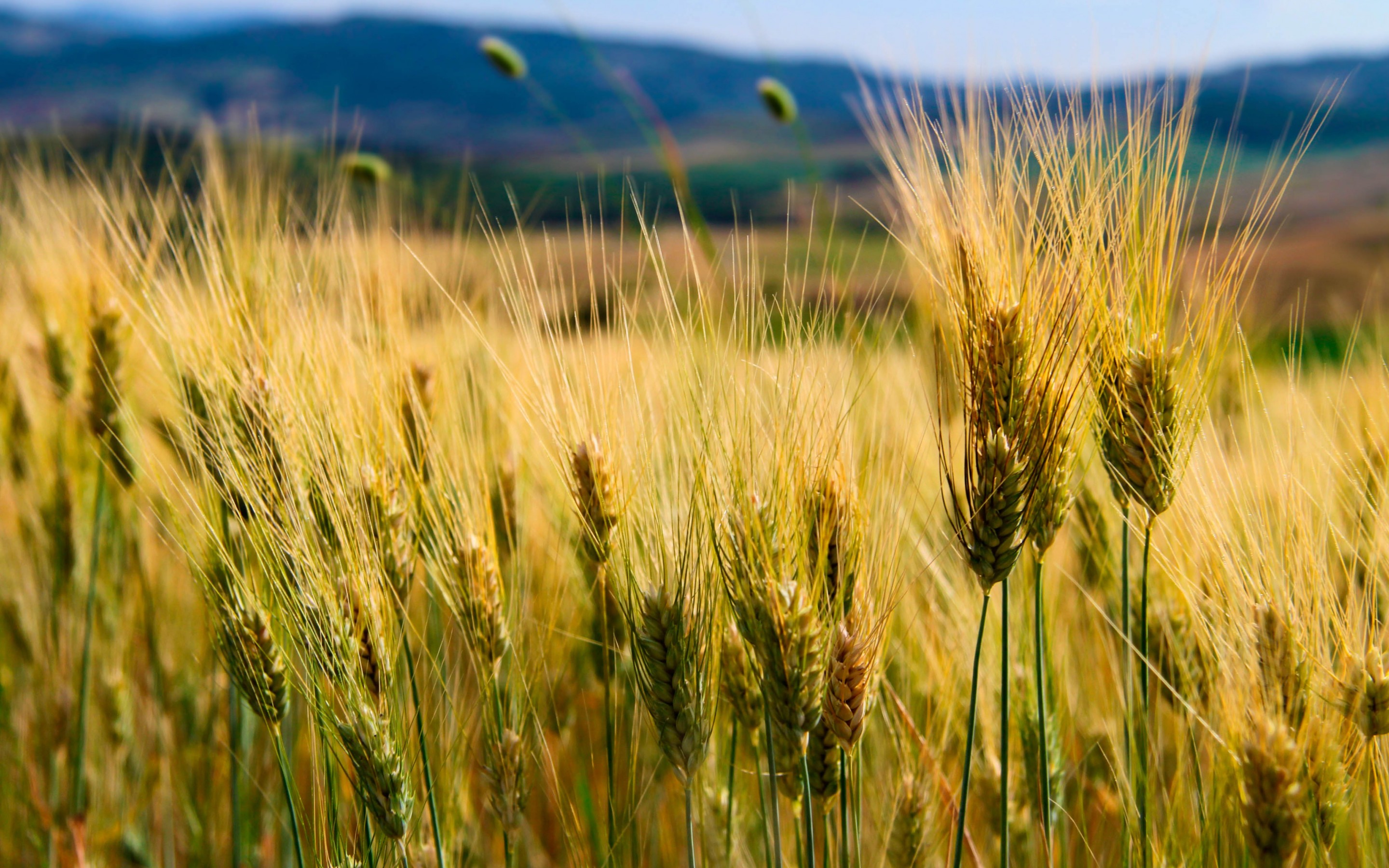 Earth Cornfield 2880x1800