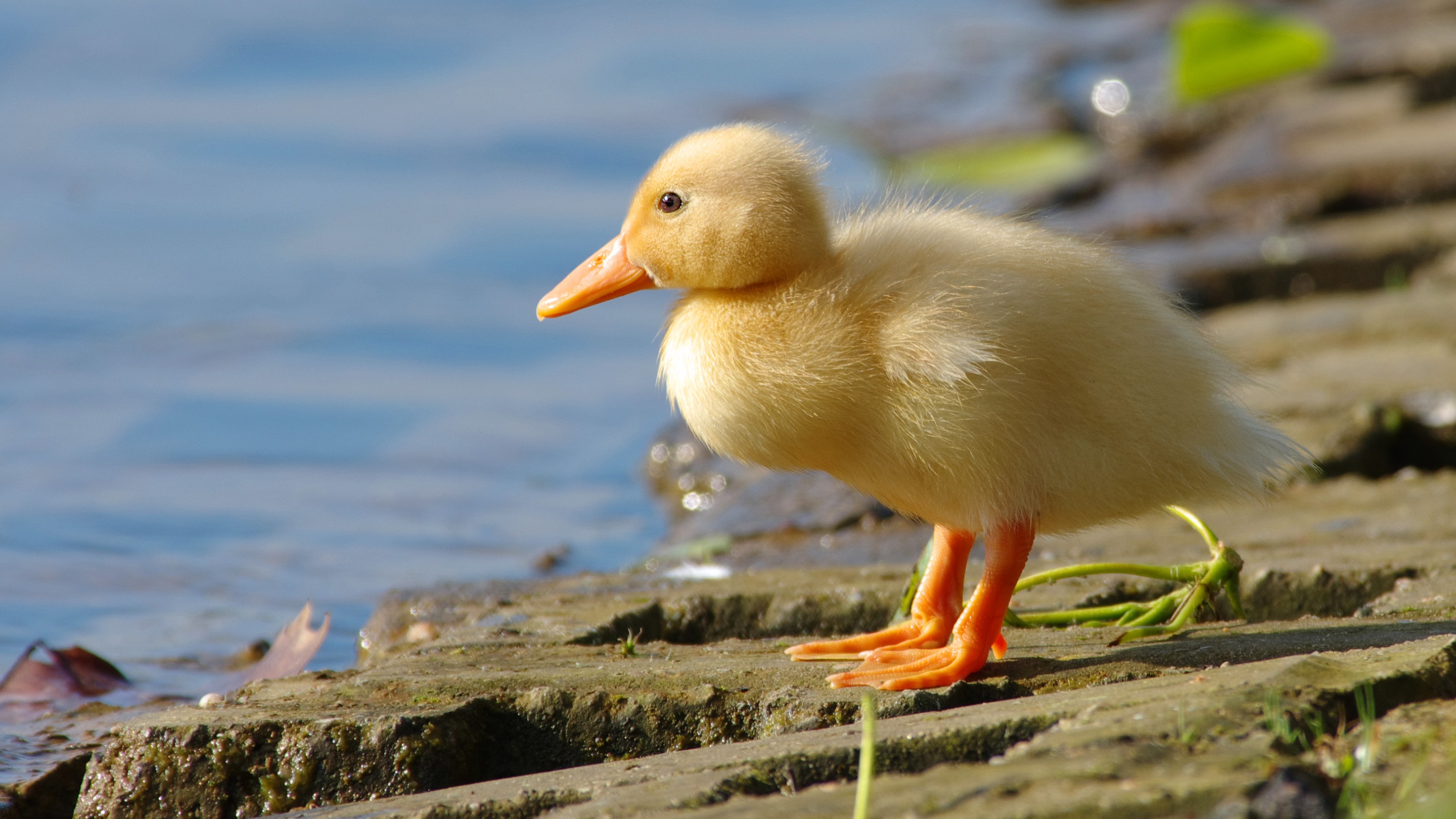 Duck Duckling 2880x1620