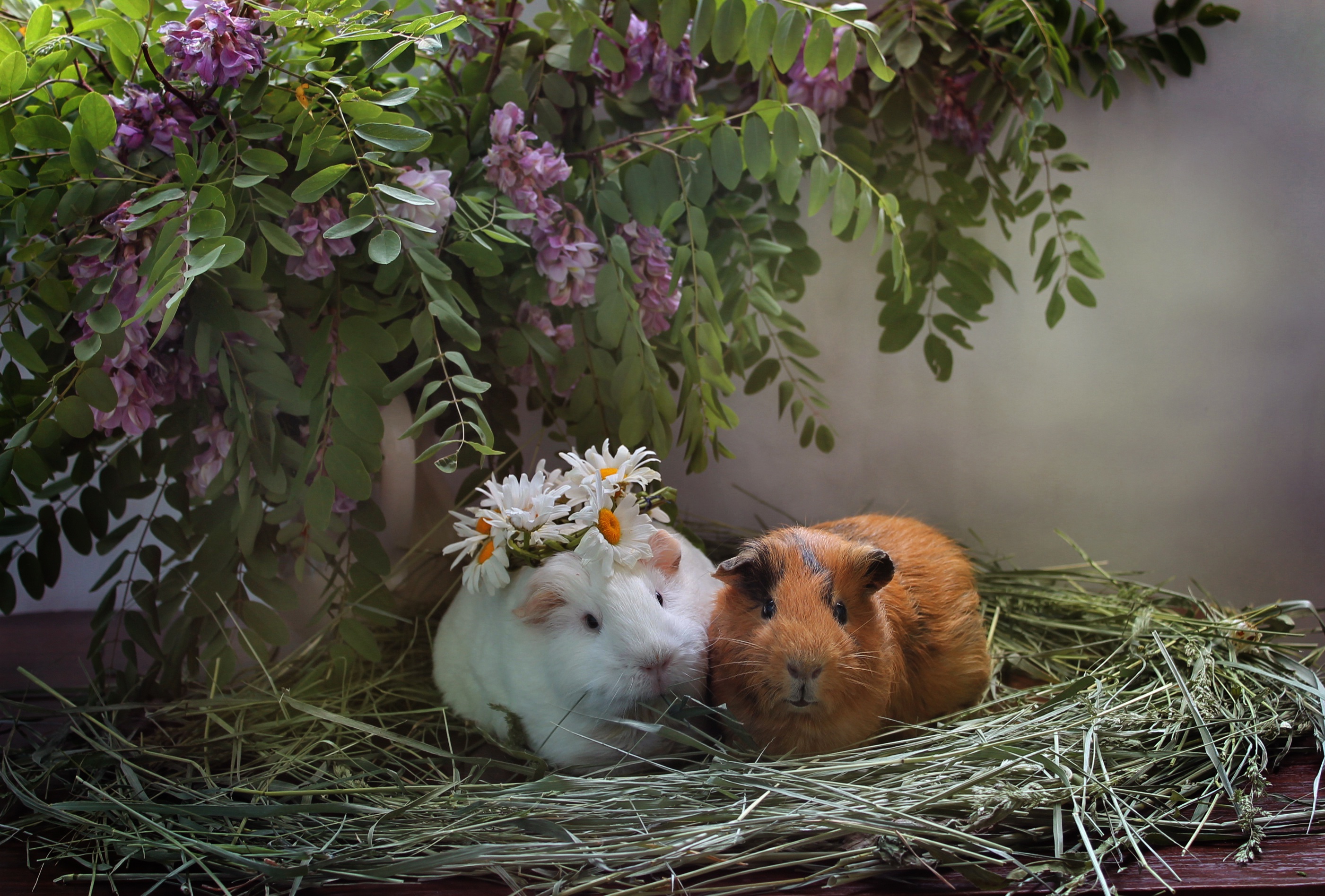 Couple Flower Guinea Pig Rodent 2802x1896