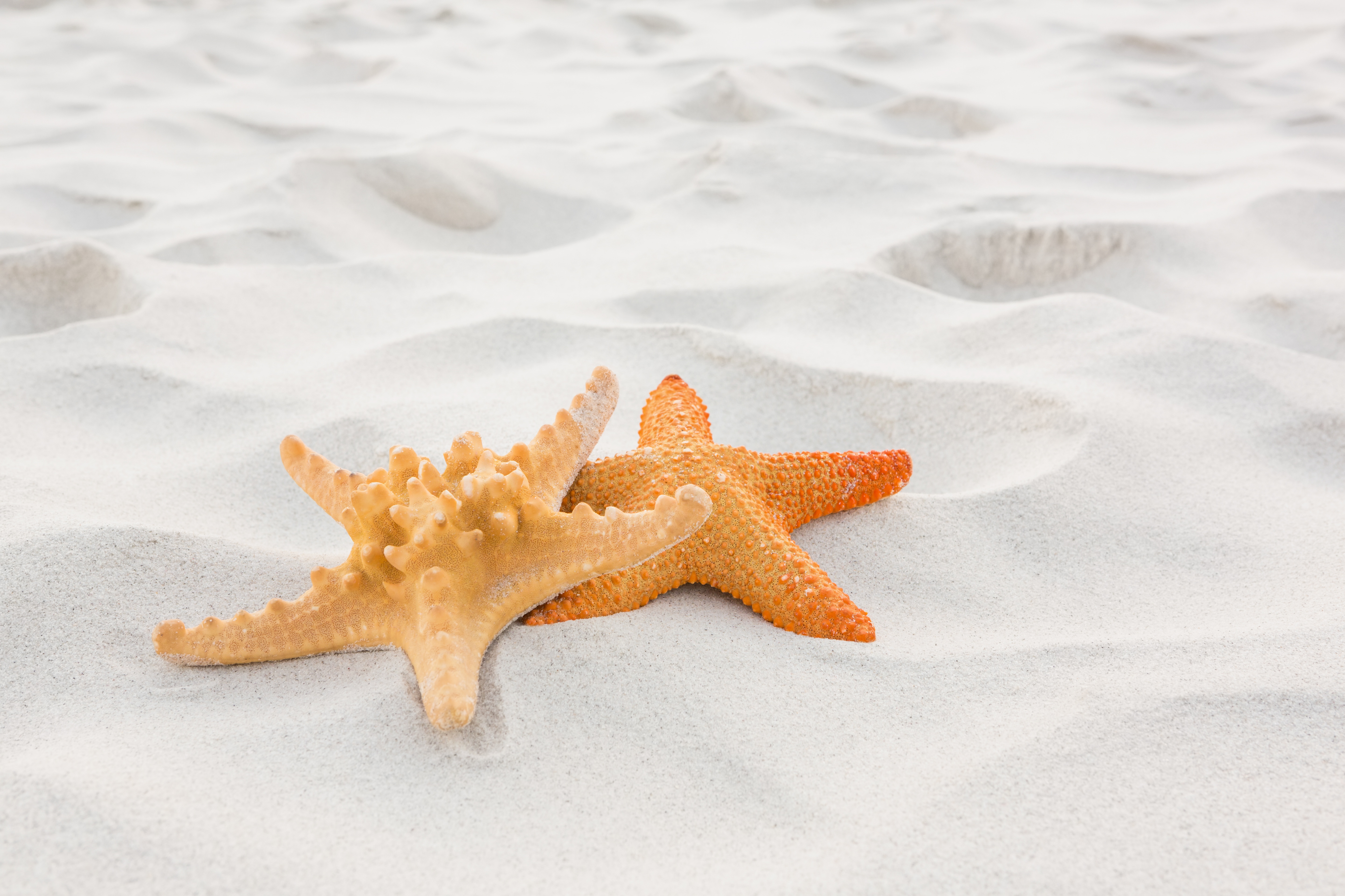 Close Up Sand Starfish 5760x3840