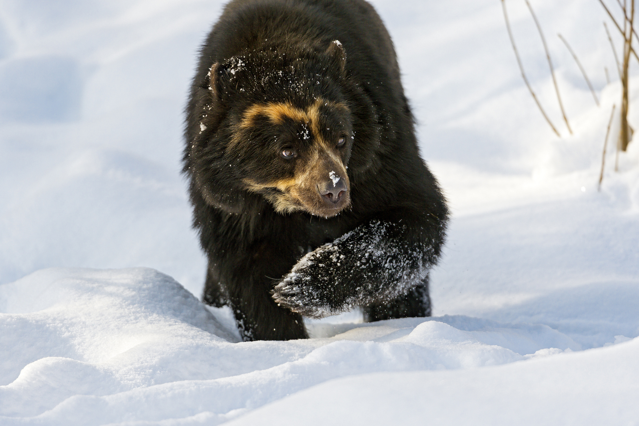 Spectacled Bear 2048x1365