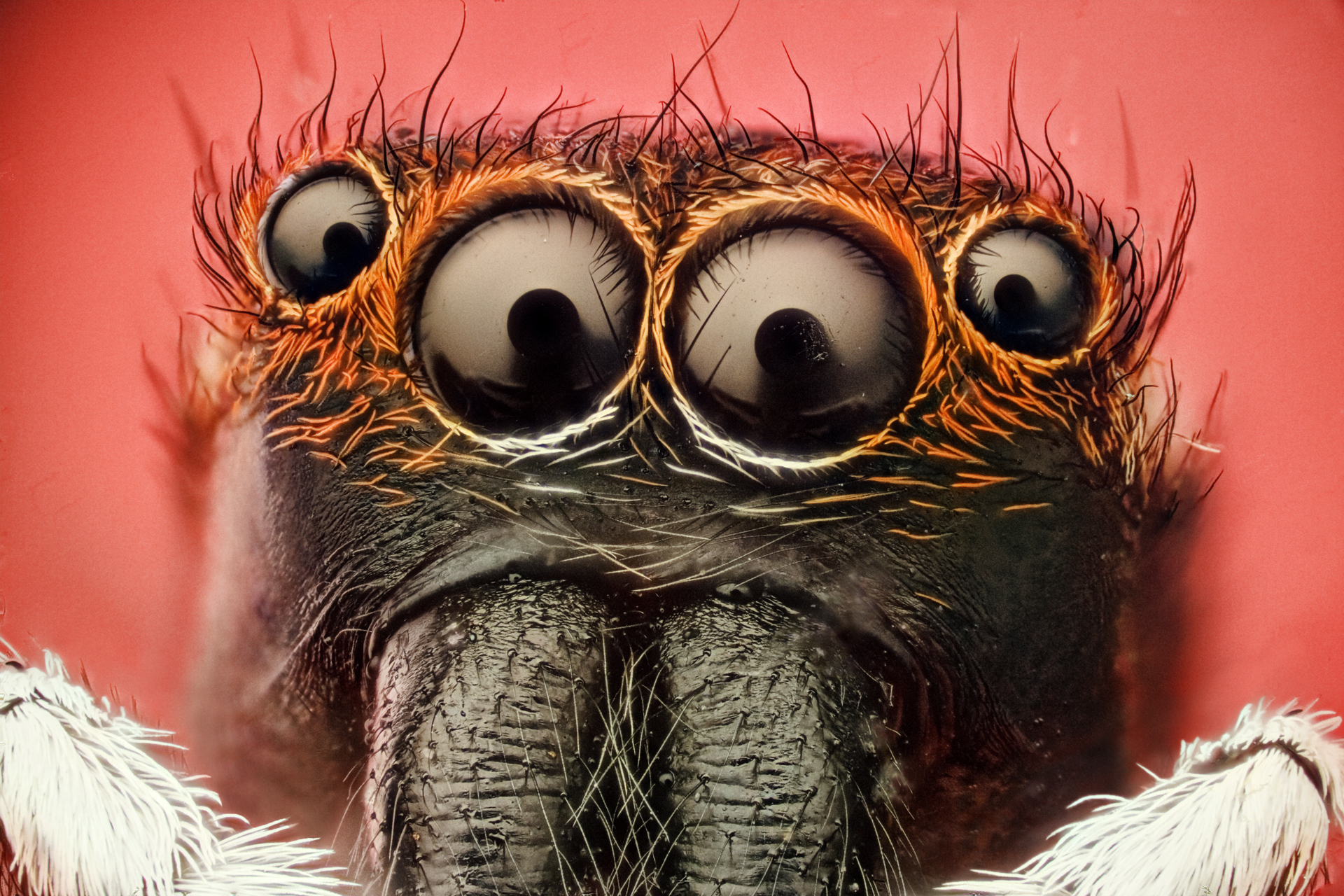 Jumping Spider 1920x1280