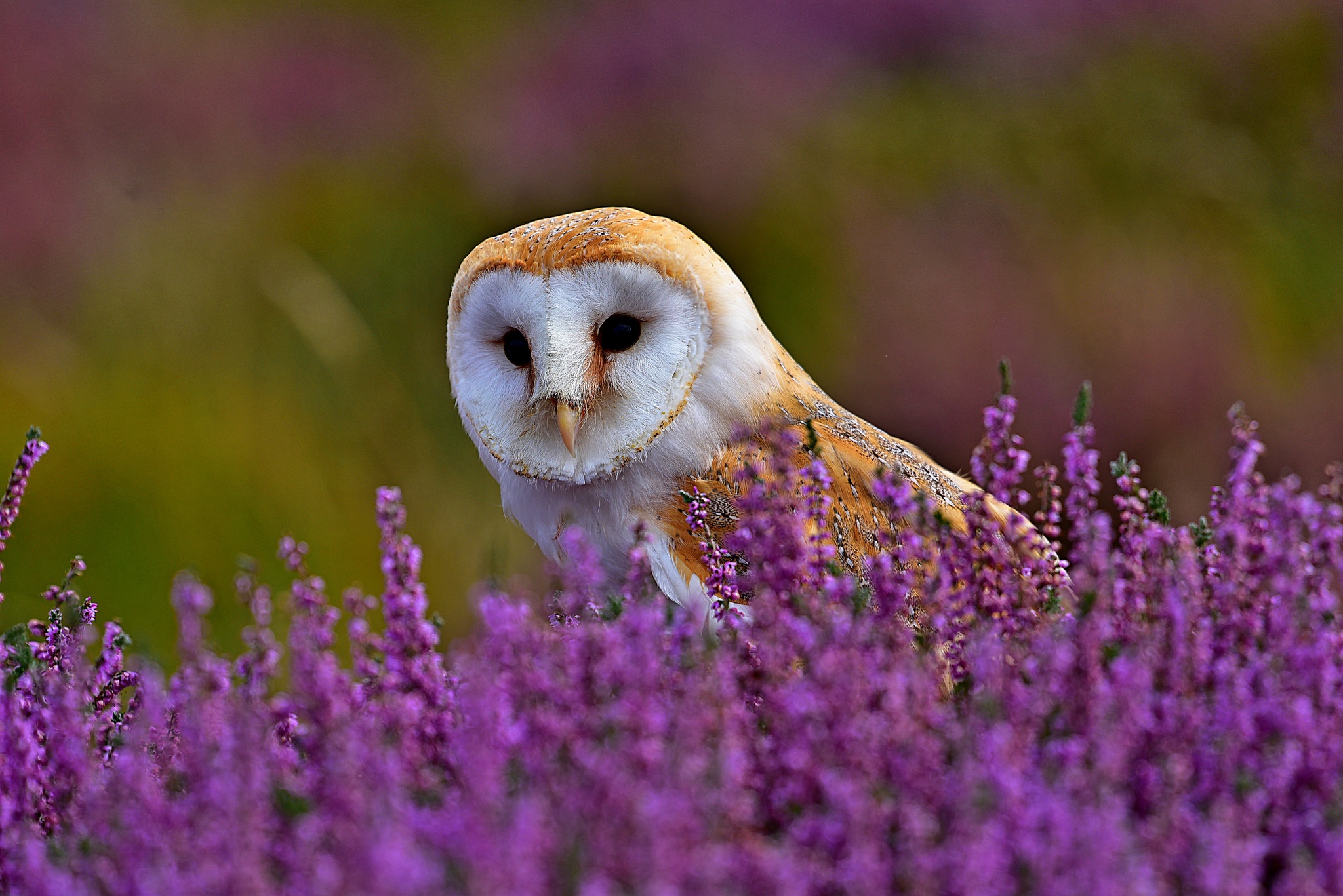 Barn Owl Bird Lavender Owl Purple Flower Wildlife 2048x1367