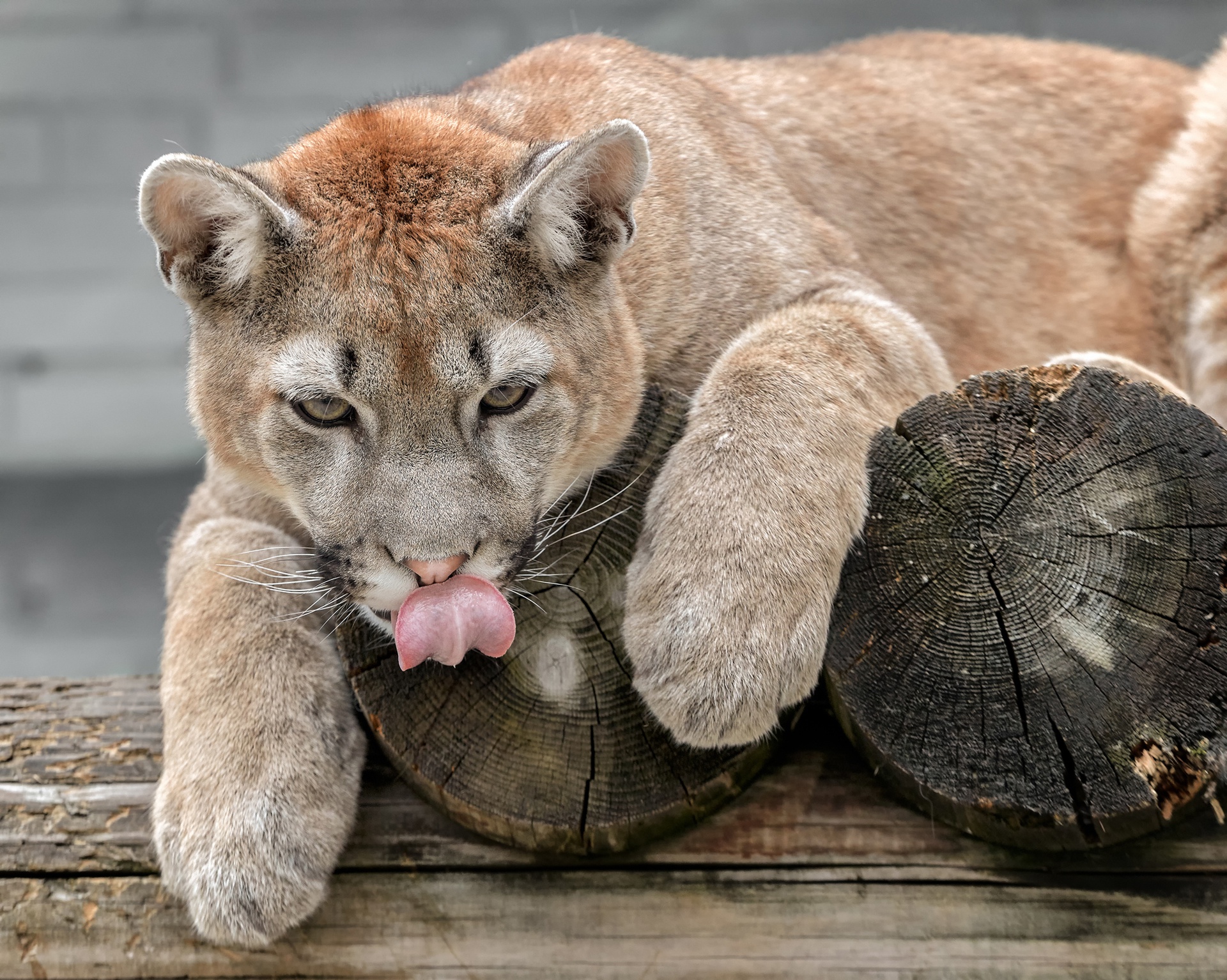 Big Cat Cougar Wildlife Predator Animal 1920x1534