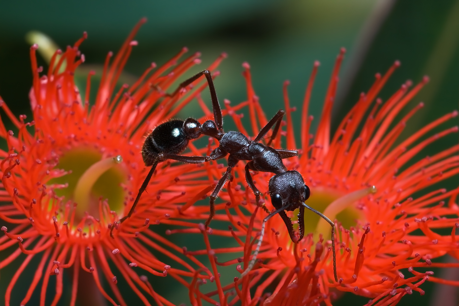 Animal Ant 1892x1261