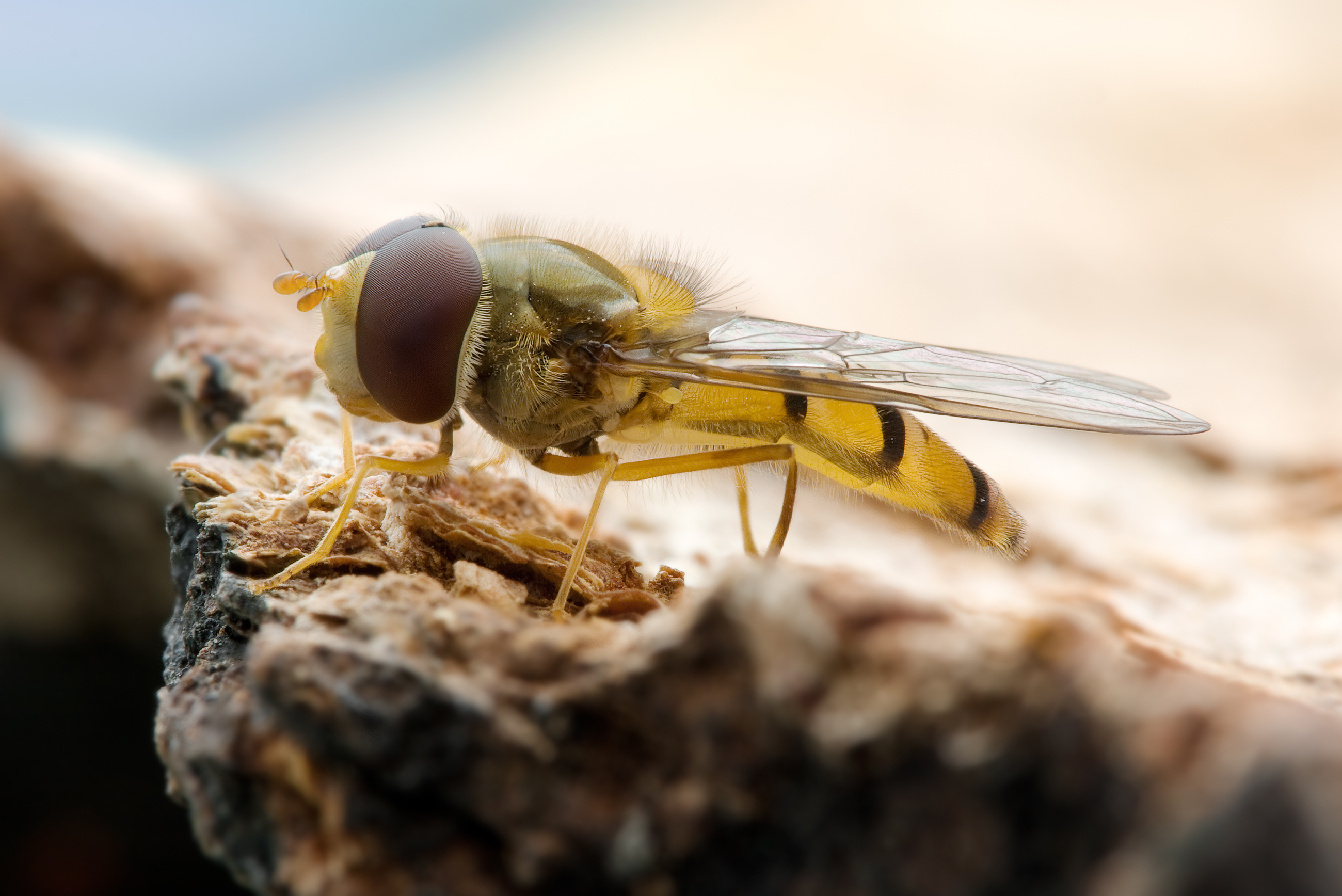 Animal Hoverfly 2600x1736