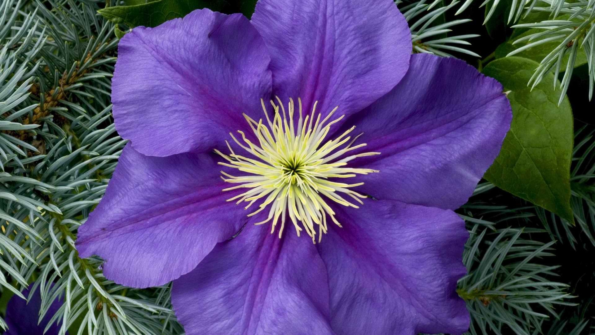 Clematis Close Up Earth Flower Purple Flower 1920x1080