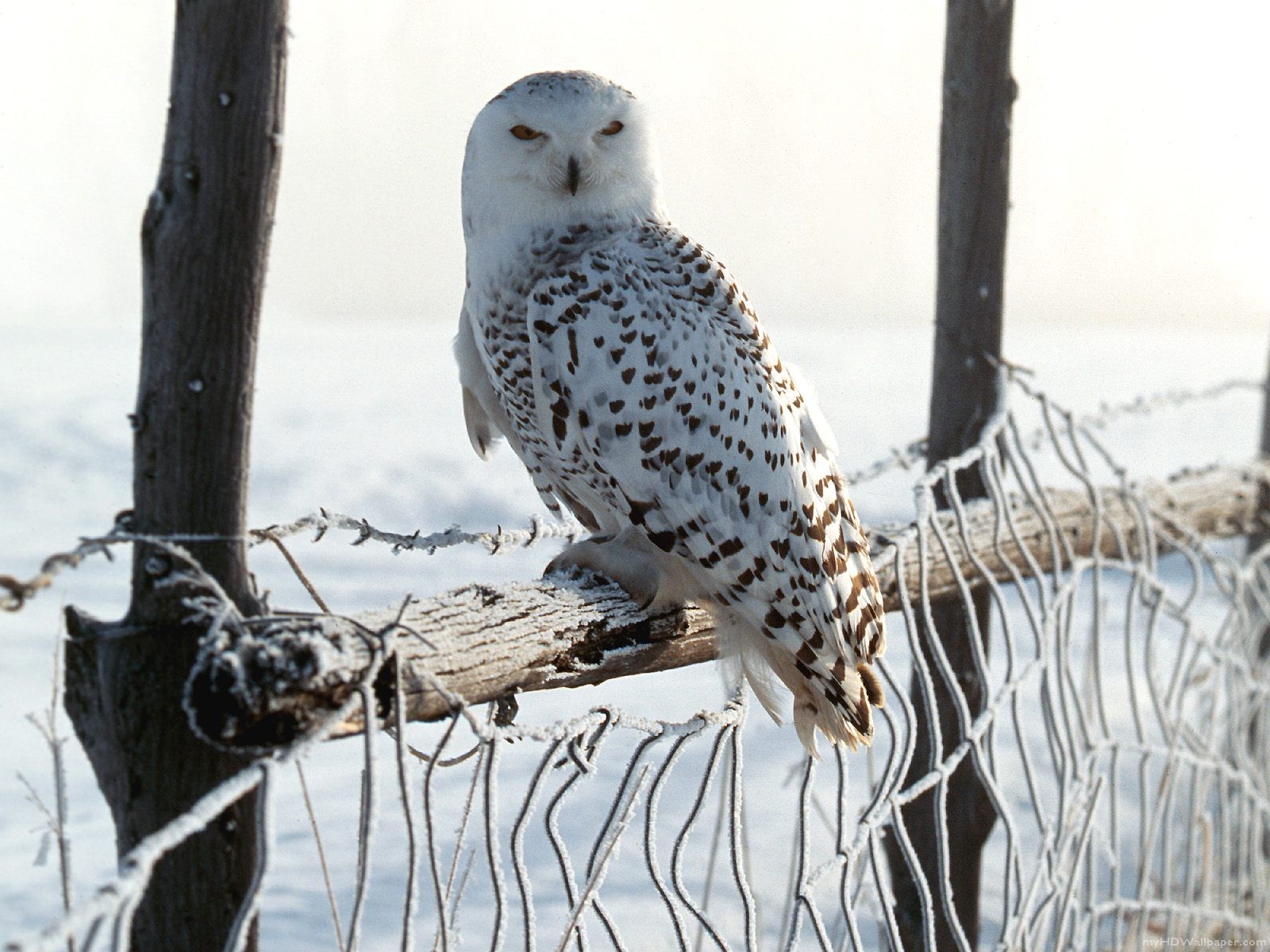 Animal Snowy Owl 1600x1200