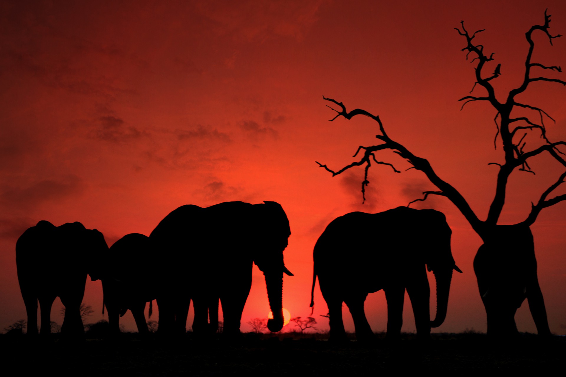 Elephant Silhouette Sunset 1920x1280