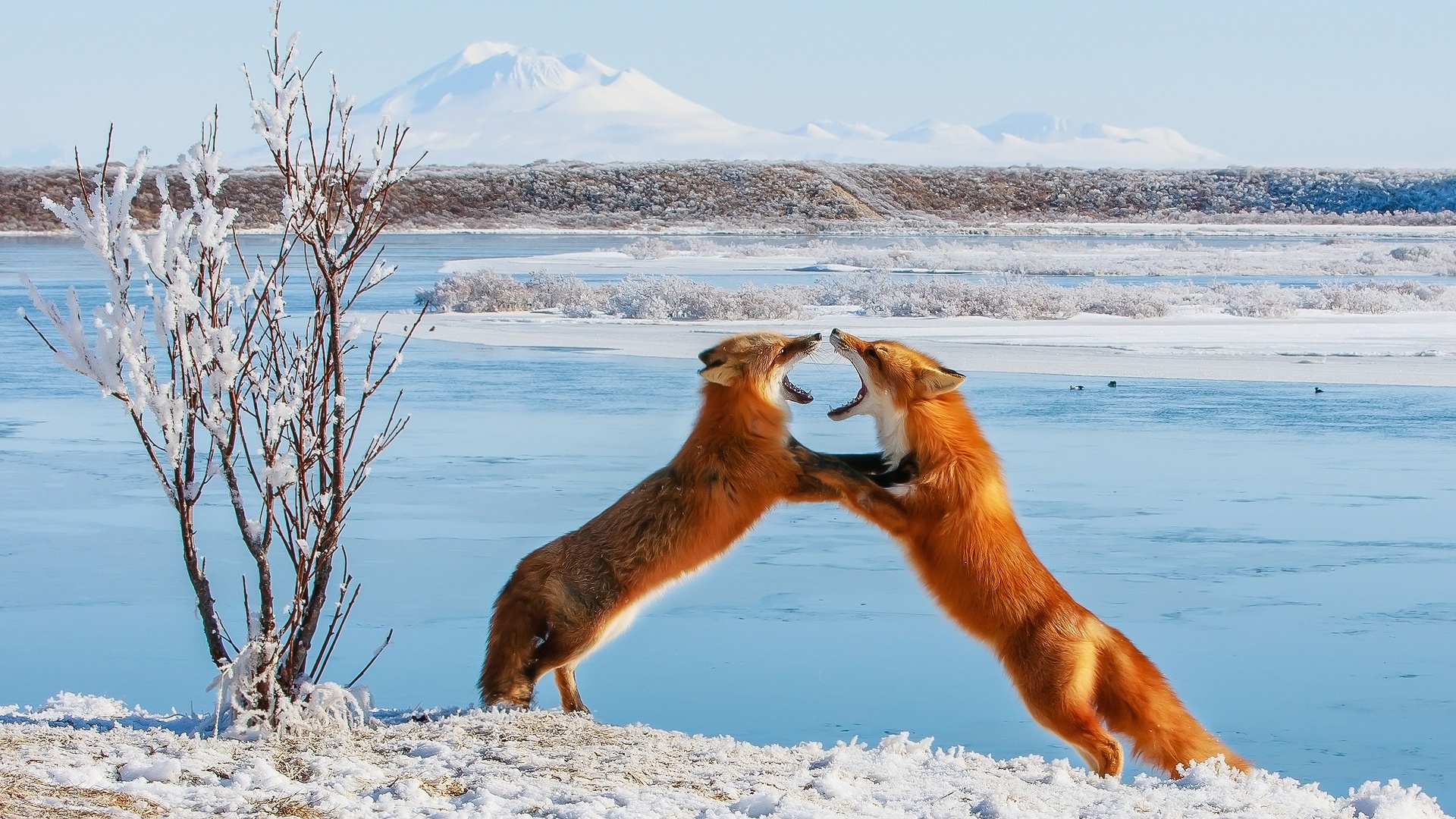 Fight Fox Wildlife Winter 1920x1080